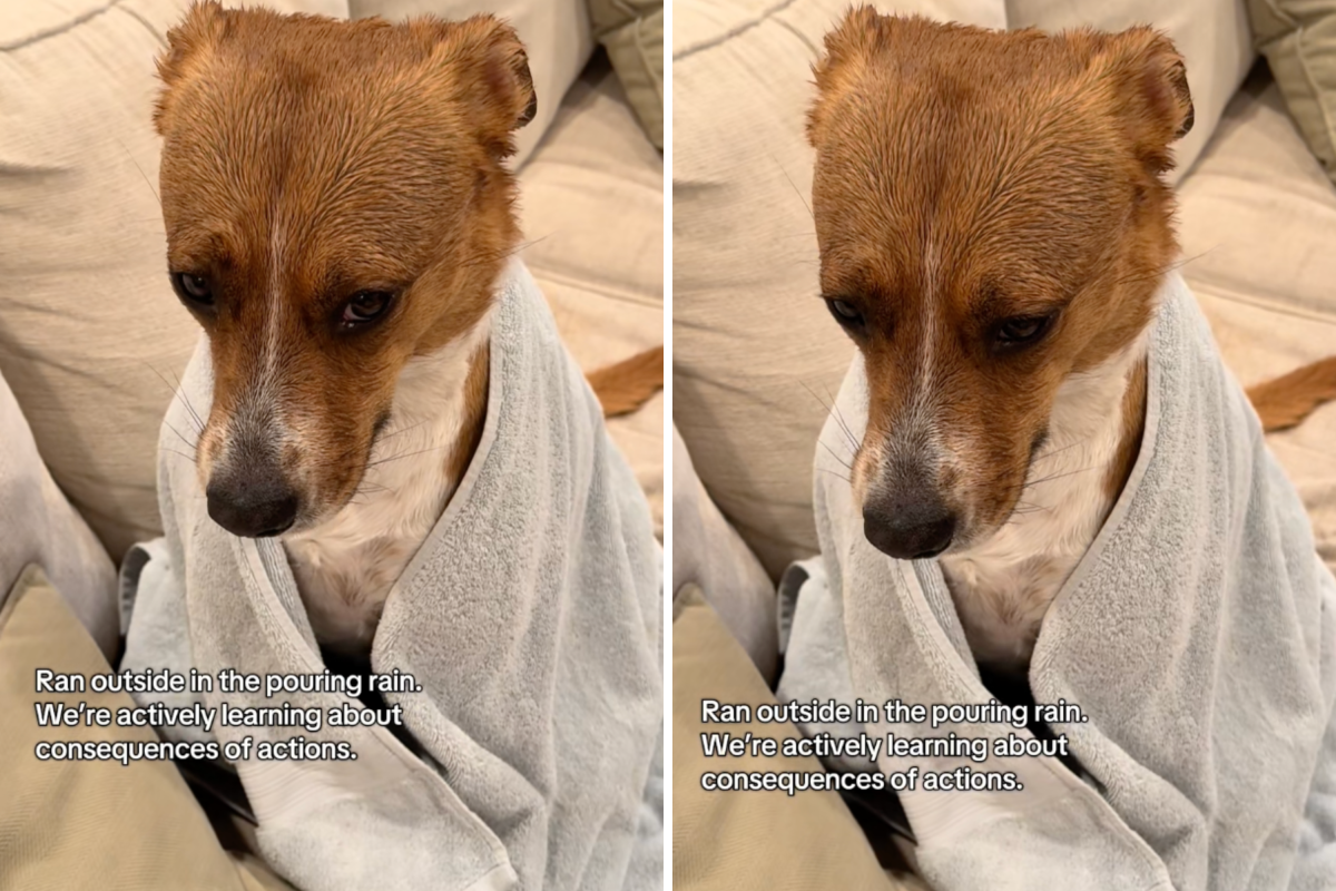 Dog Makes Bad Decision—Laughter at Moment She Learns 'Consequences'