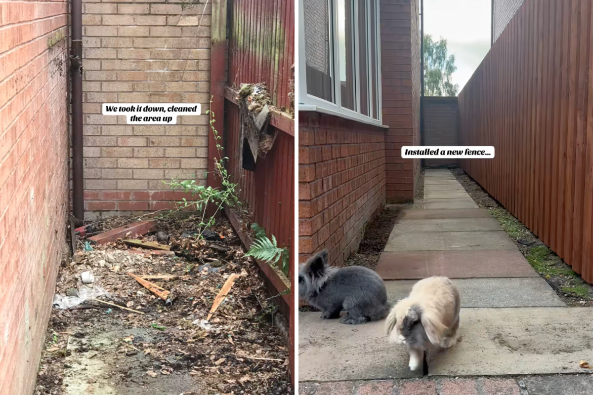 Transforming an Old Dog Kennel into a Luxurious Rabbit Haven