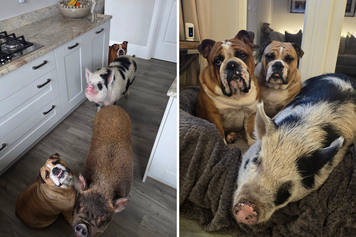 Pigs Raised With English Bulldogs, What Happens Next Melts Hearts Pigs Raised With English Bulldogs, What Happens Next Melts Hearts