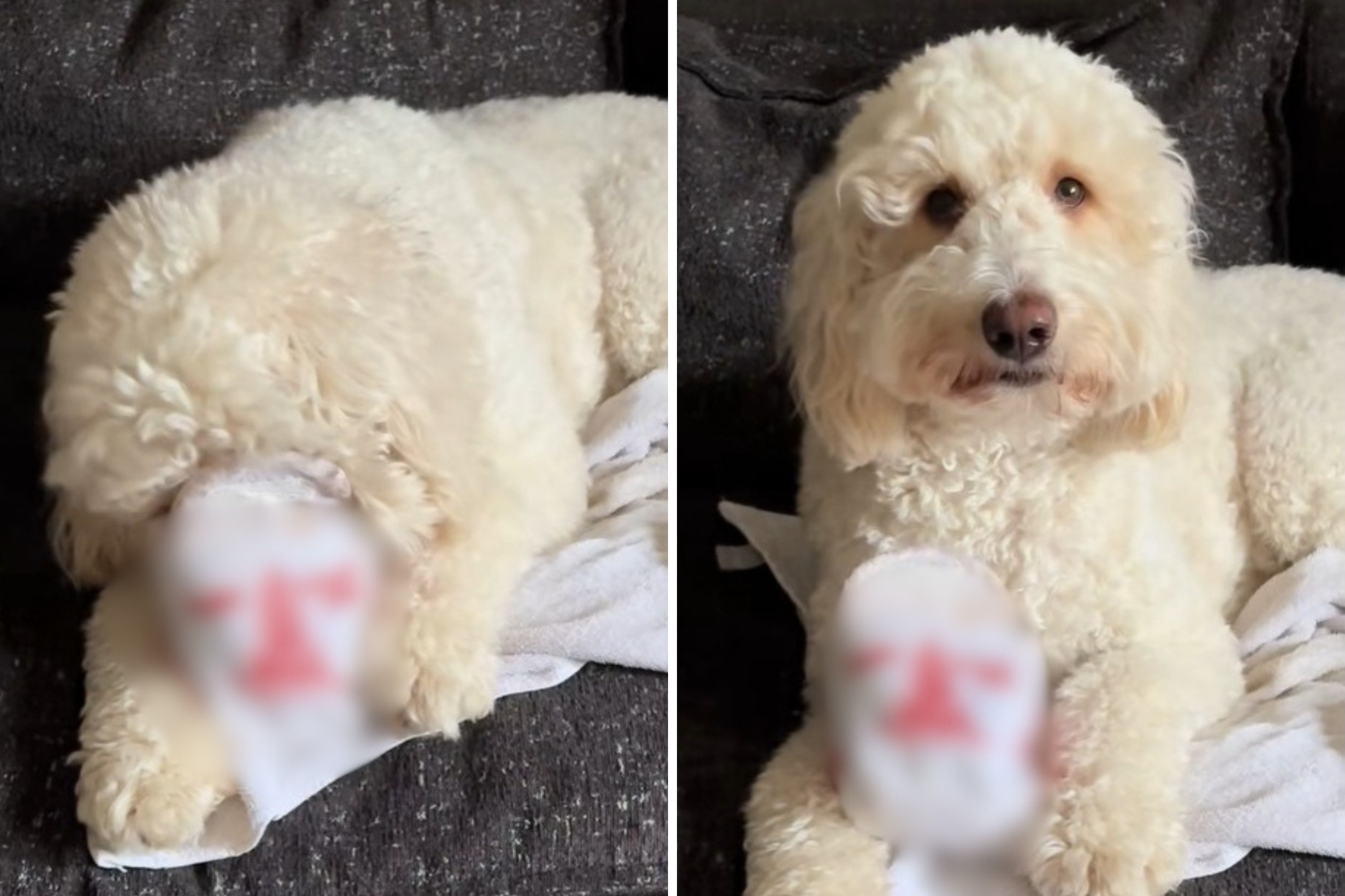 Hysterics As Goldendoodle Has 1 ‘Adorable’ Rule When It Comes to Eating