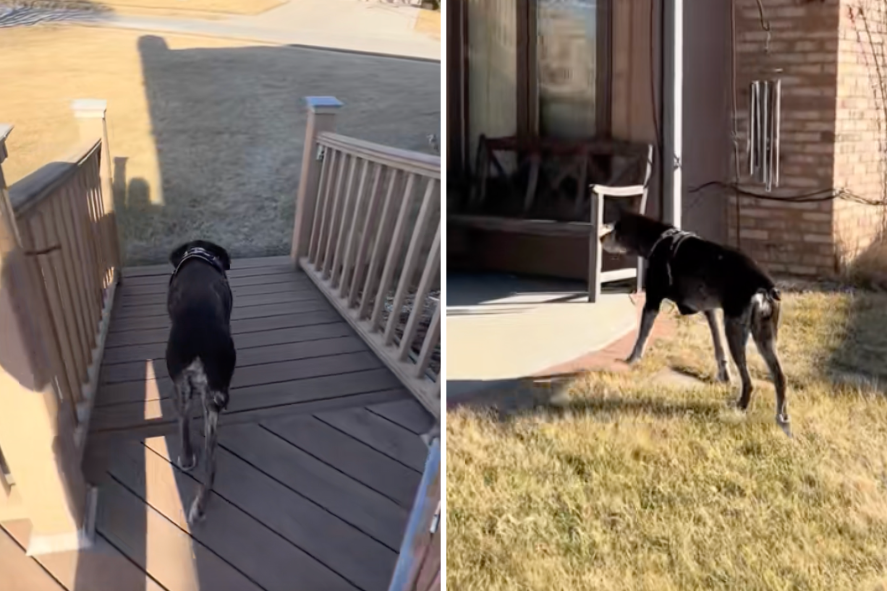 Tears at What Happens When Owner Lets Senior Former Track Dog ‘Run Away’