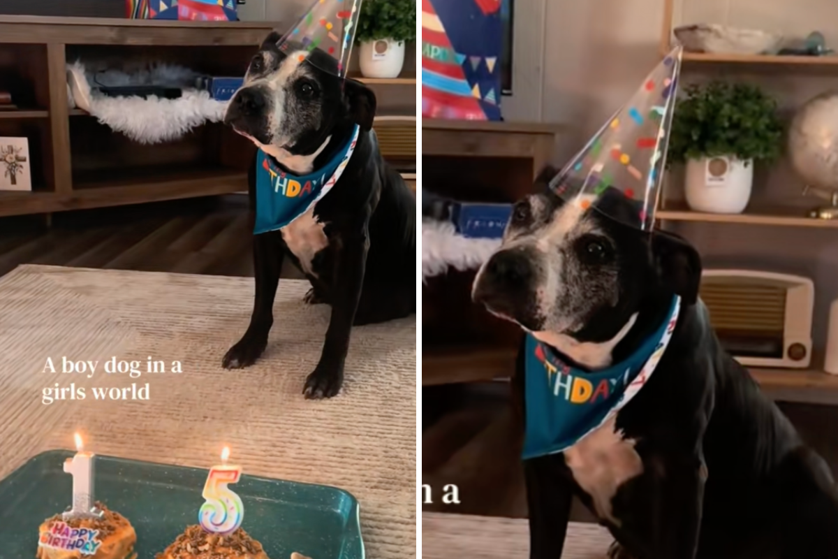 Hearts Melt at How Senior Dog Celebrates 15th Birthday: &lsquo;Beautiful& 039;