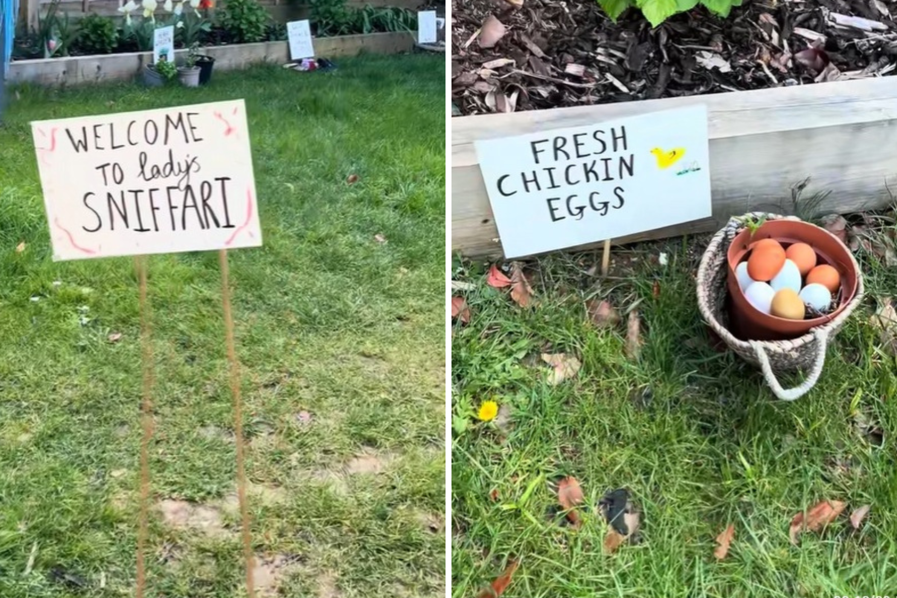 Dog Has 5th Birthday, What Owner Does to Backyard Warms Hearts: ‘Sniffari’