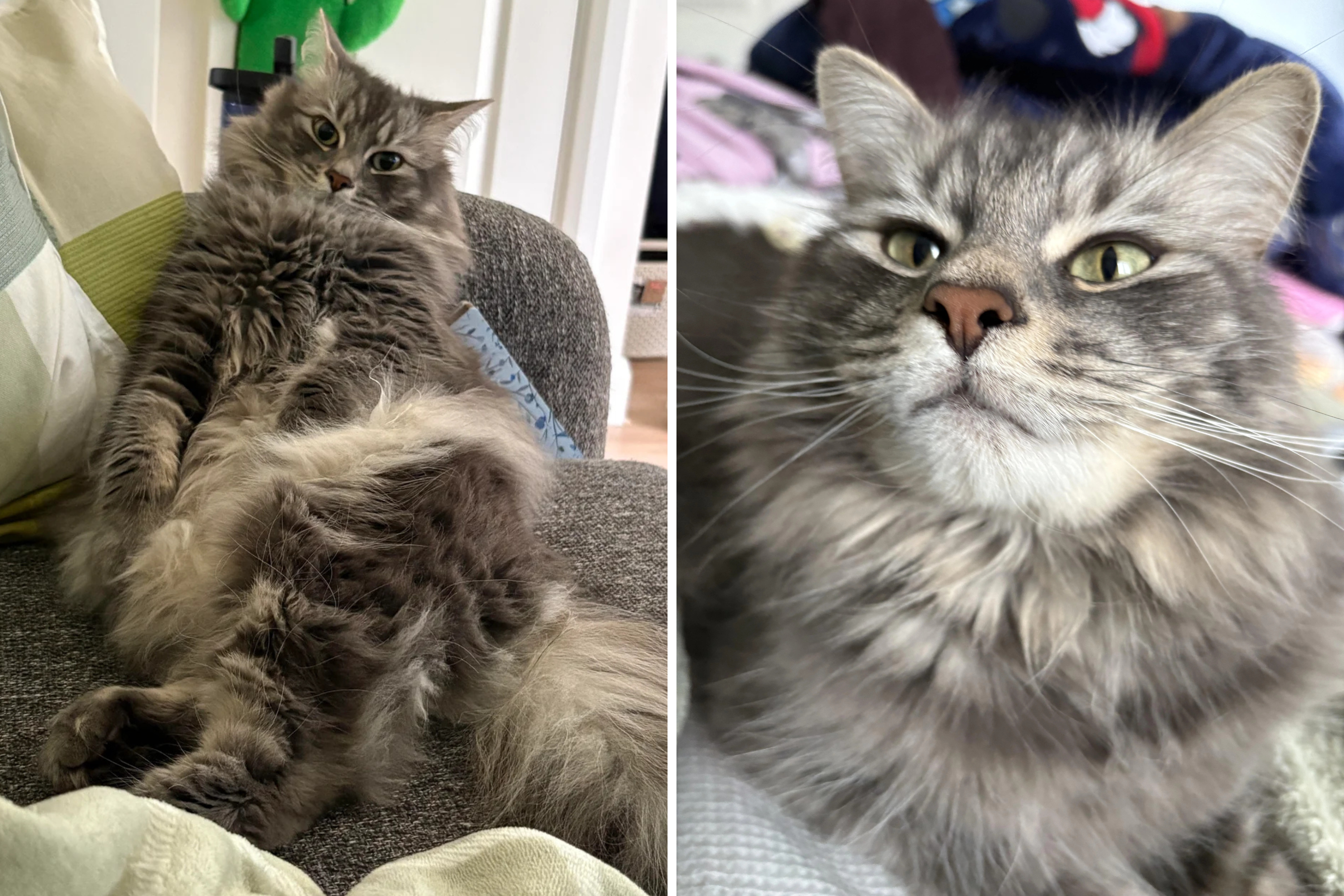 Man Calls In Sick From Work, Then Has Realization About His Rescue Cat