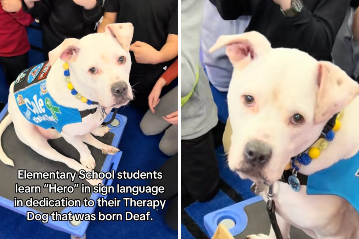 Deaf Therapy Dog Starts School&mdash;Tears Over What Students Do Next