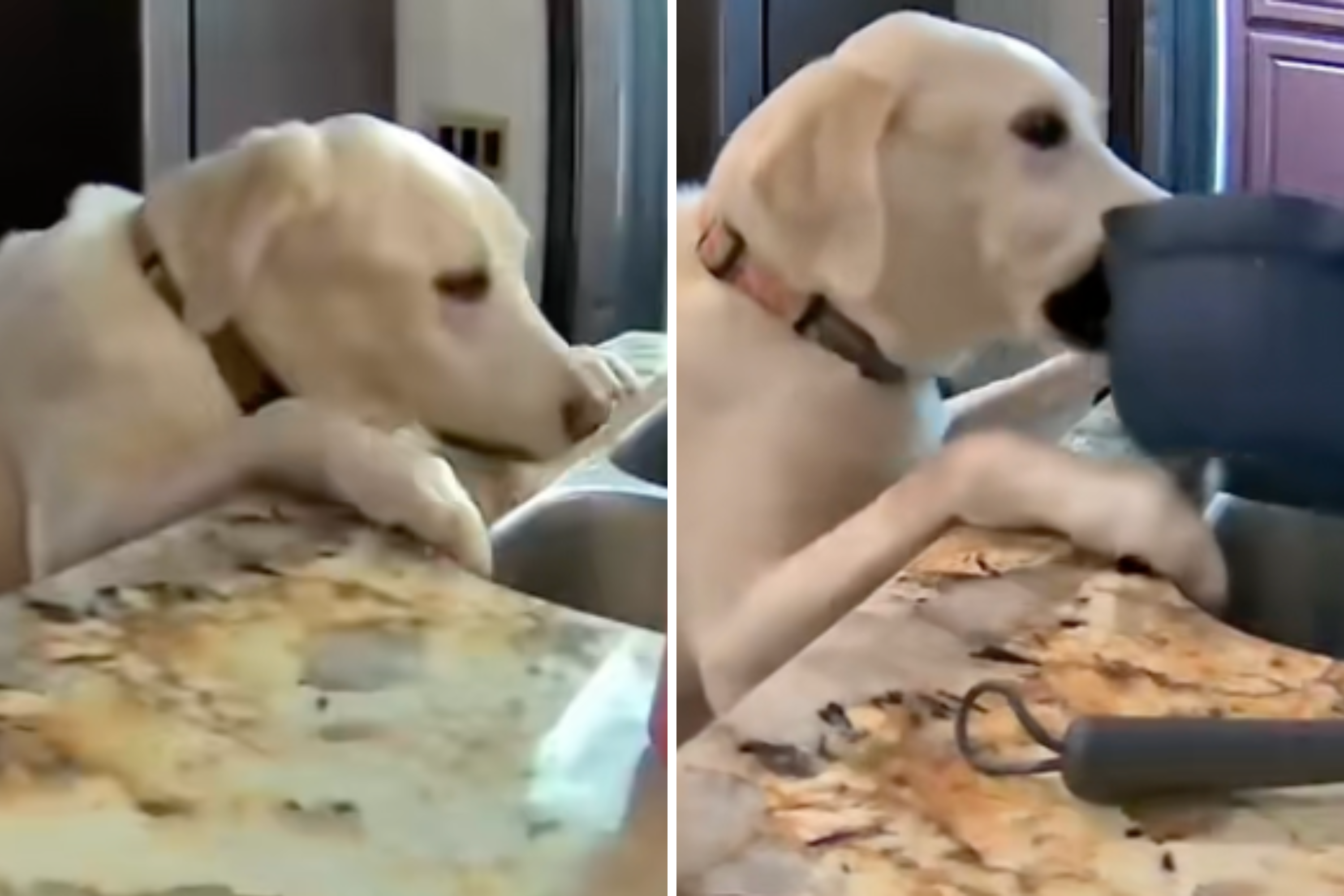 Hearts Break at Memory Owner Captured of Beloved Dog Before Losing Him