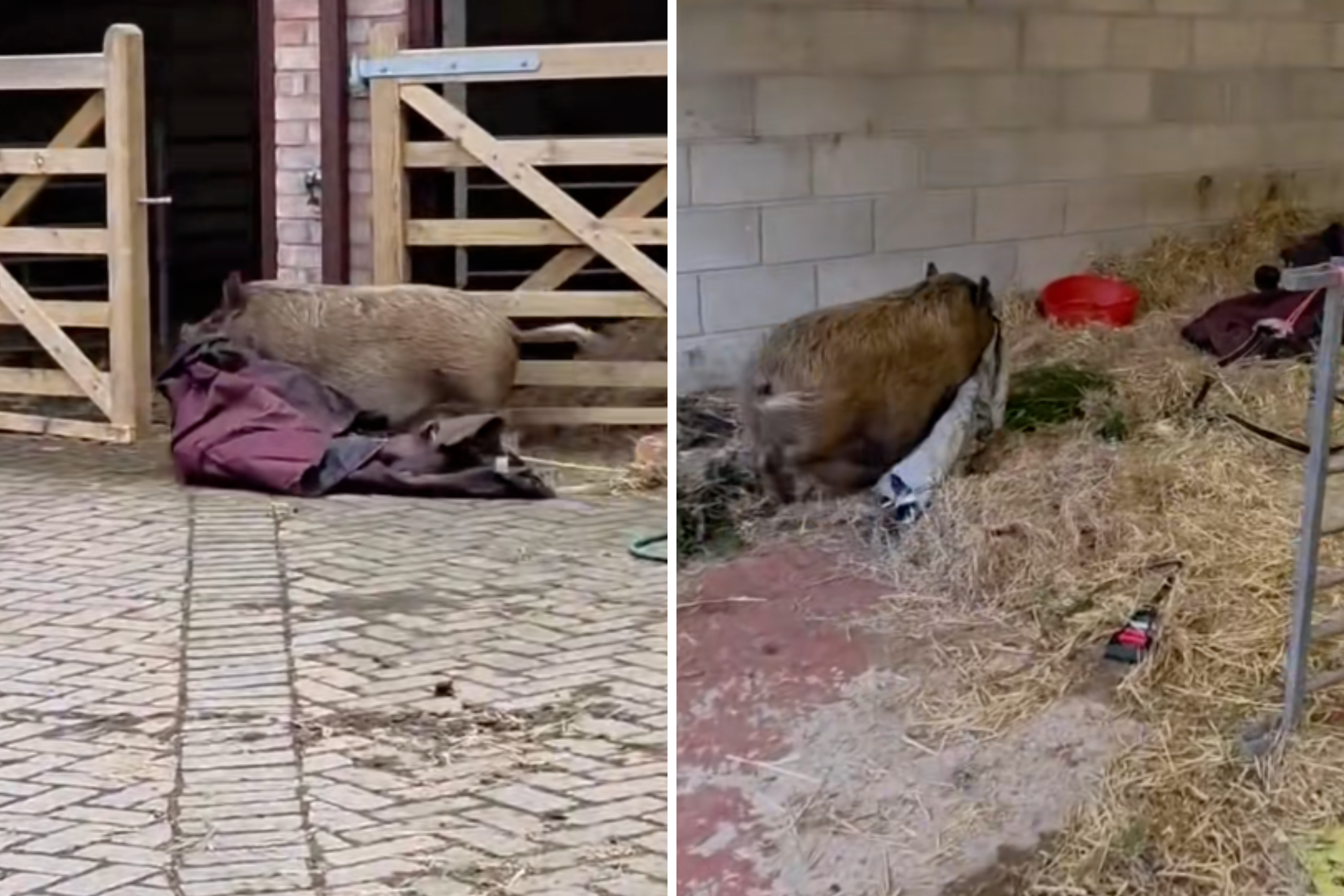 Hearts Melt at How Pregnant Piglet Is ‘Nesting’ Before Giving Birth