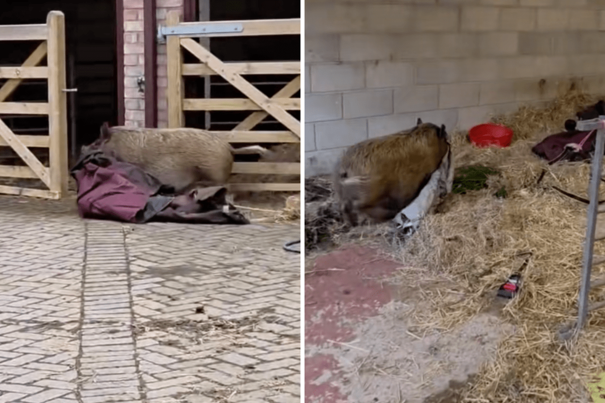 Hearts Melt at How Pregnant Piglet Is ‘Nesting’ Before Giving Birth