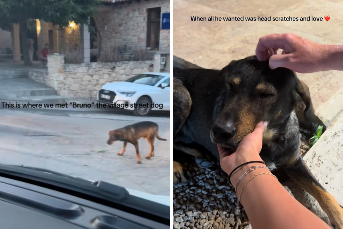 Couple Meet Street Dog on Day Two of Vacation—Then Everything Changes