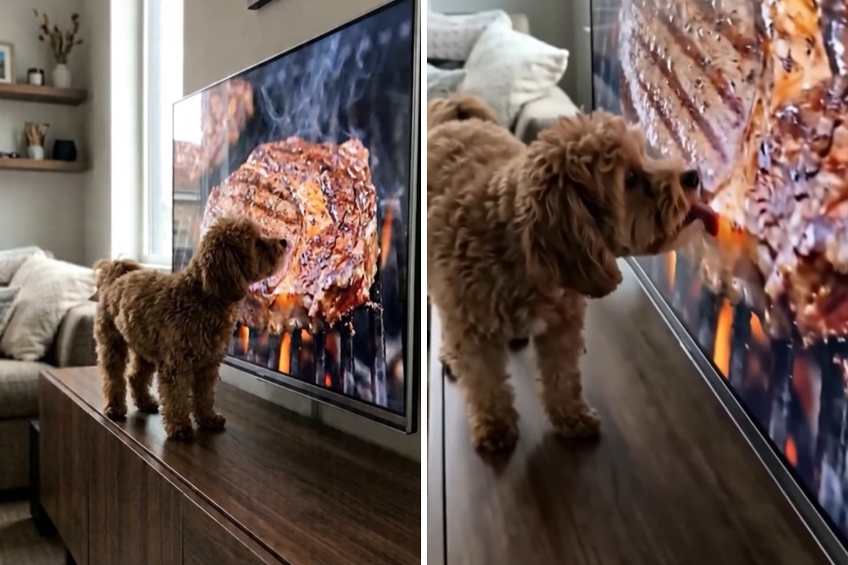 Maltipoo Sees Steak on TV, Owner Not Prepared for What They See Next