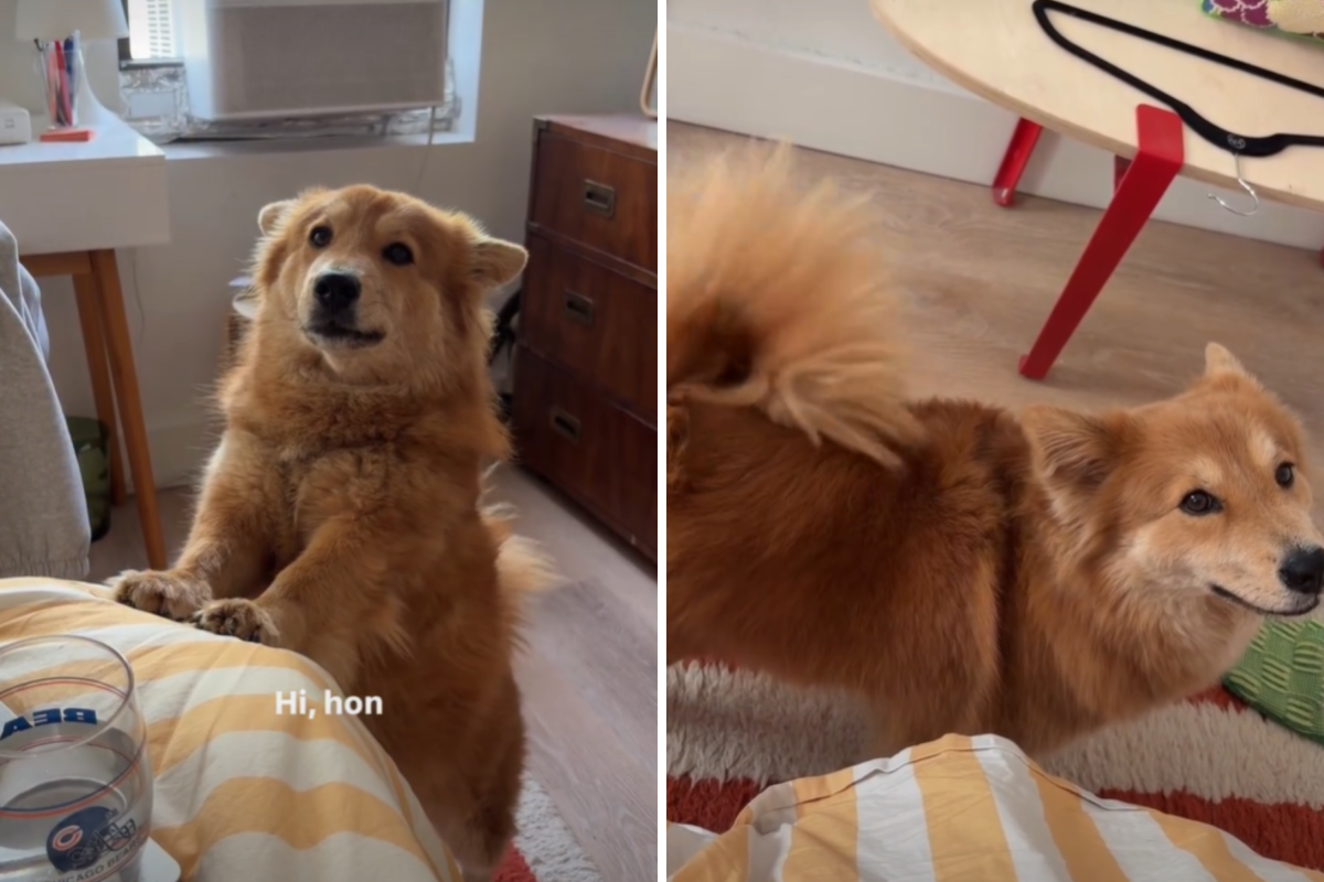 How Chow-Corgi Cross Tells Mom He Wants To Go for a Walk Melts Hearts