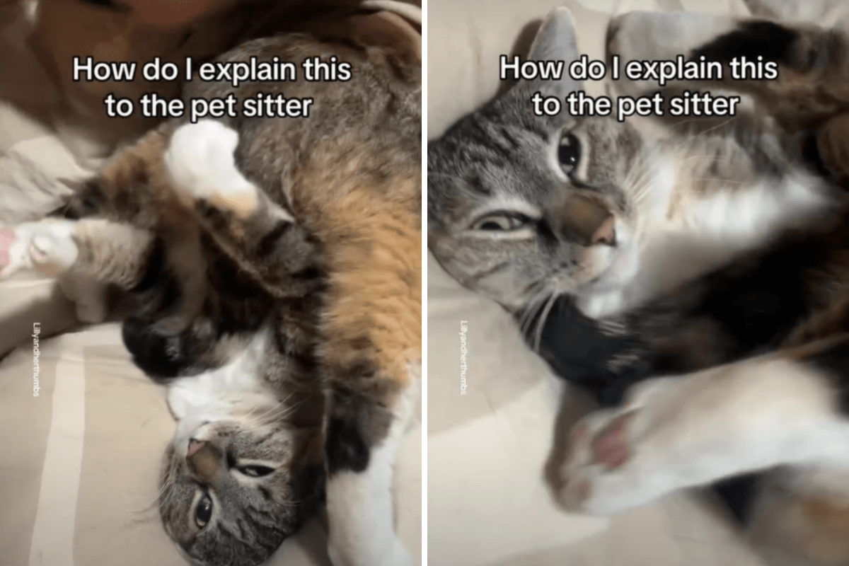Cat's Preferred Way To Be Petted Leaves Internet in Stitches