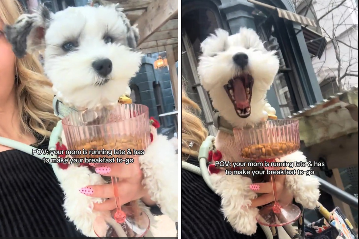 Woman Preps Breakfast on the Go for Her Dog, Internet Obsessed—‘So Chic’