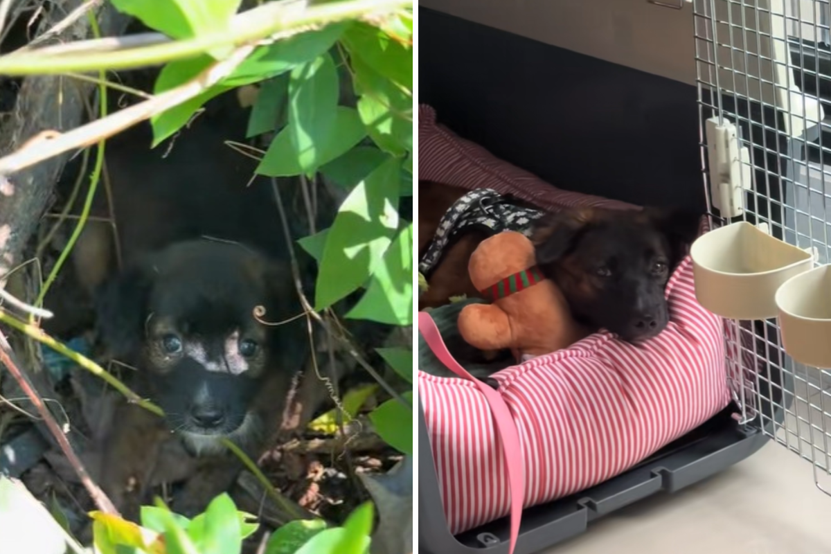 Tiny Puppy Found Alone With No Family but One Woman Changed Her Fate