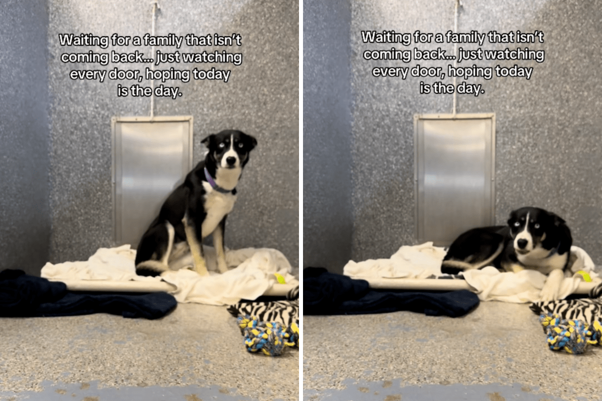 Tears As Husky Mix Waits 170 Days in Shelter for Family Who Left Her ...