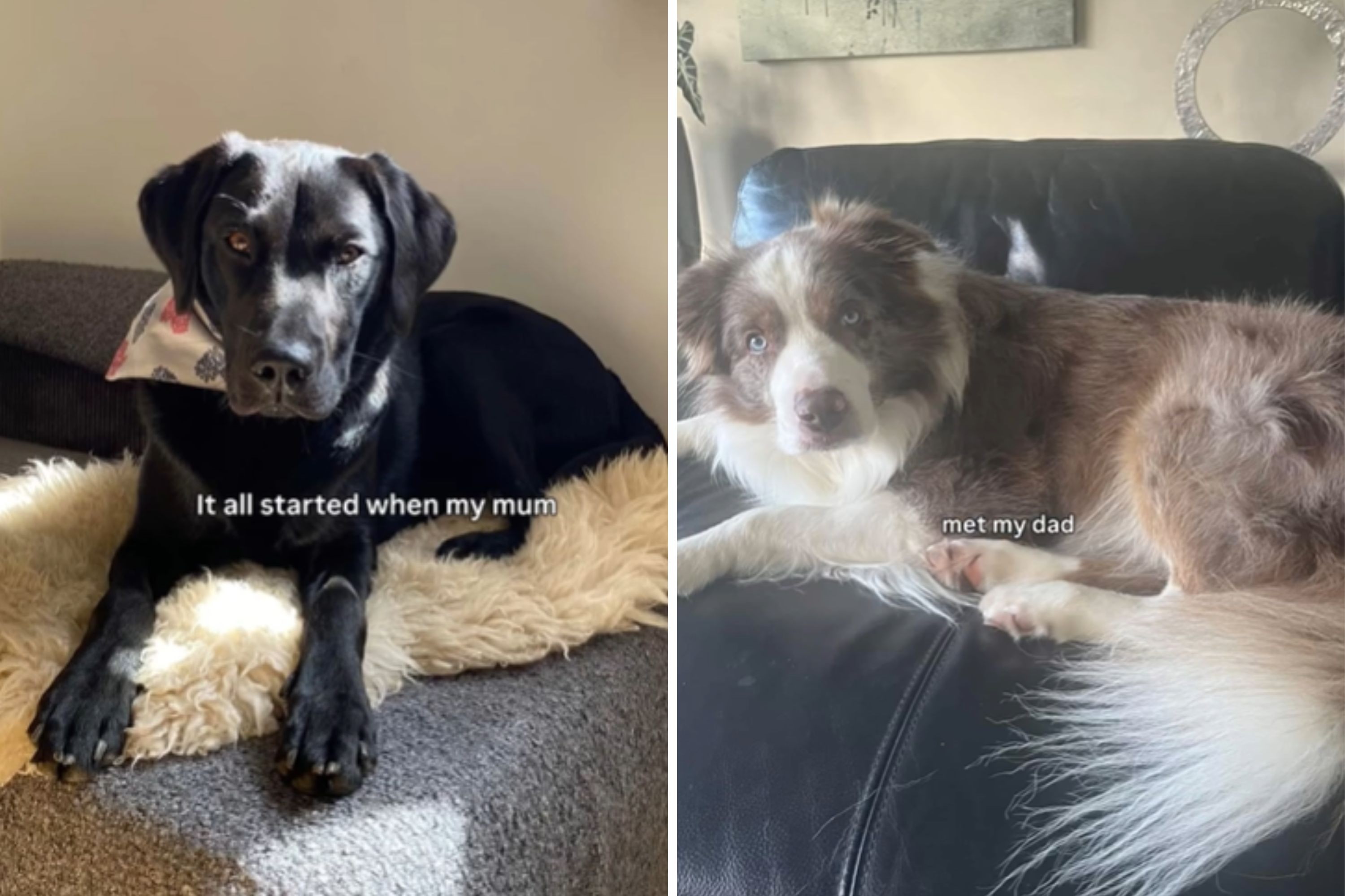 Hearts Melt Over Black Labrador, Border Collie’s Puppy With Unique Coloring