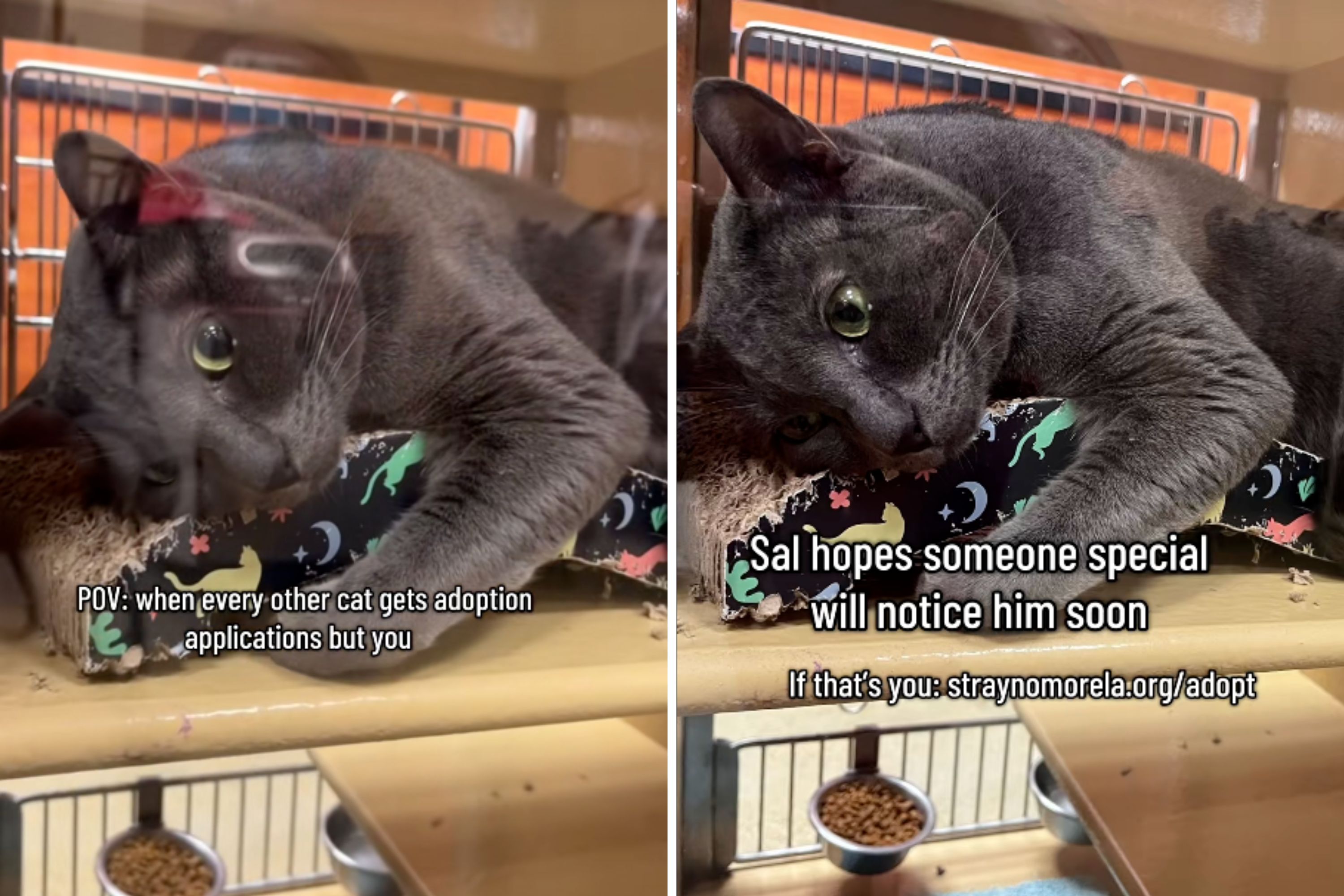 Hearts Break As Cat Adopted As Kitten Back in Shelter ‘Still Full of Love’