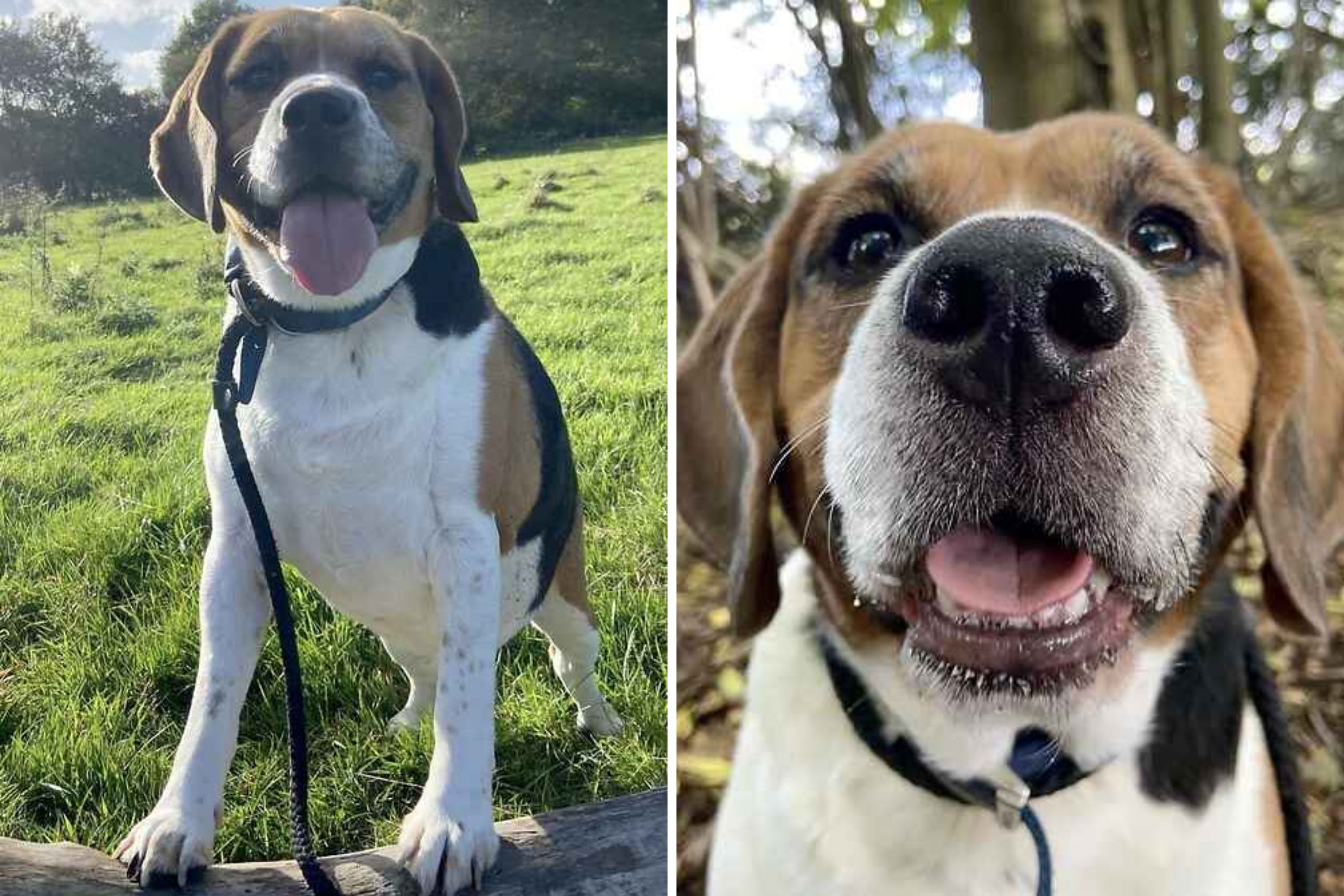 Hearts Break Over Face of Dog Patiently Waiting 2,400 Days in Shelter