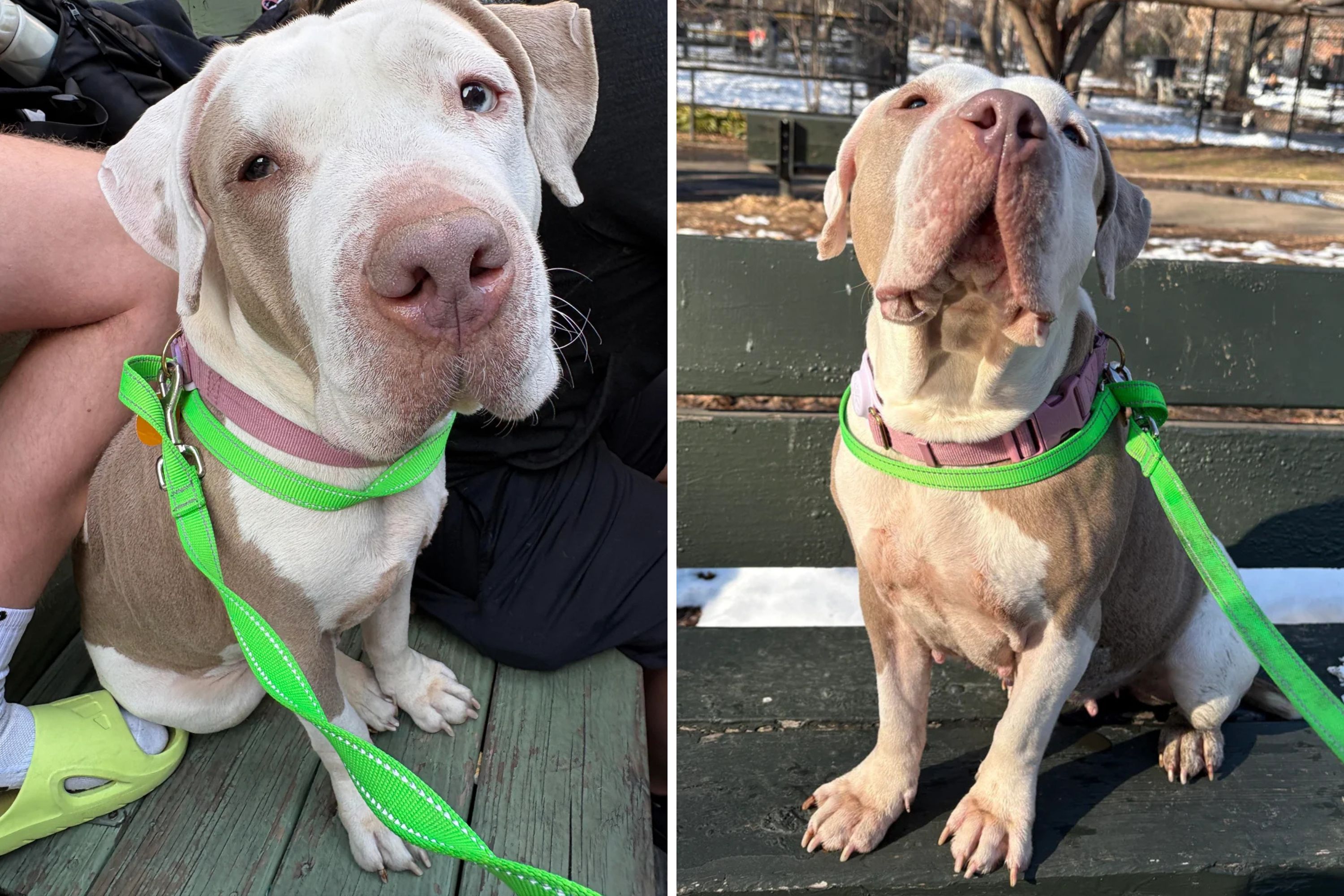 Owner DNA-Tests Deaf Dog Who Became Foster Fail—‘Was Not Expecting’ Results