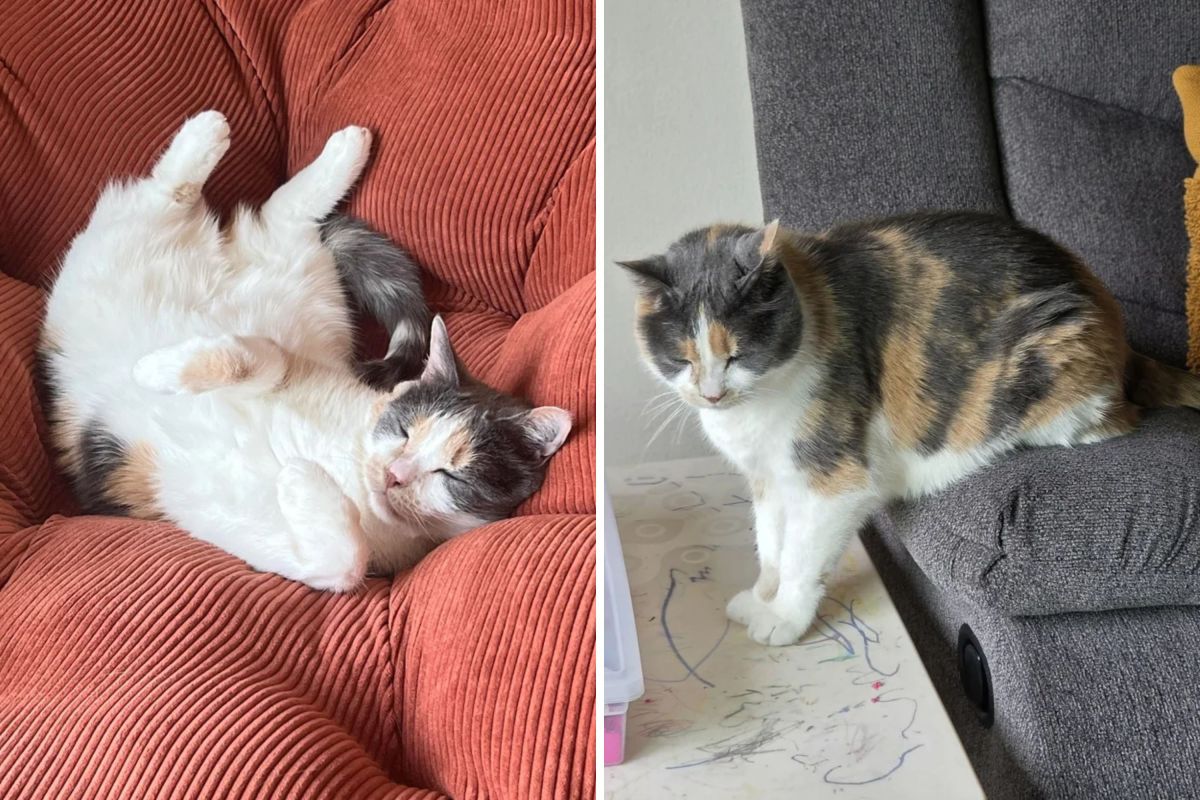 Cat Goes to Routine Vet Visit—Ends in Every Pet Parent’s Worst Nightmare