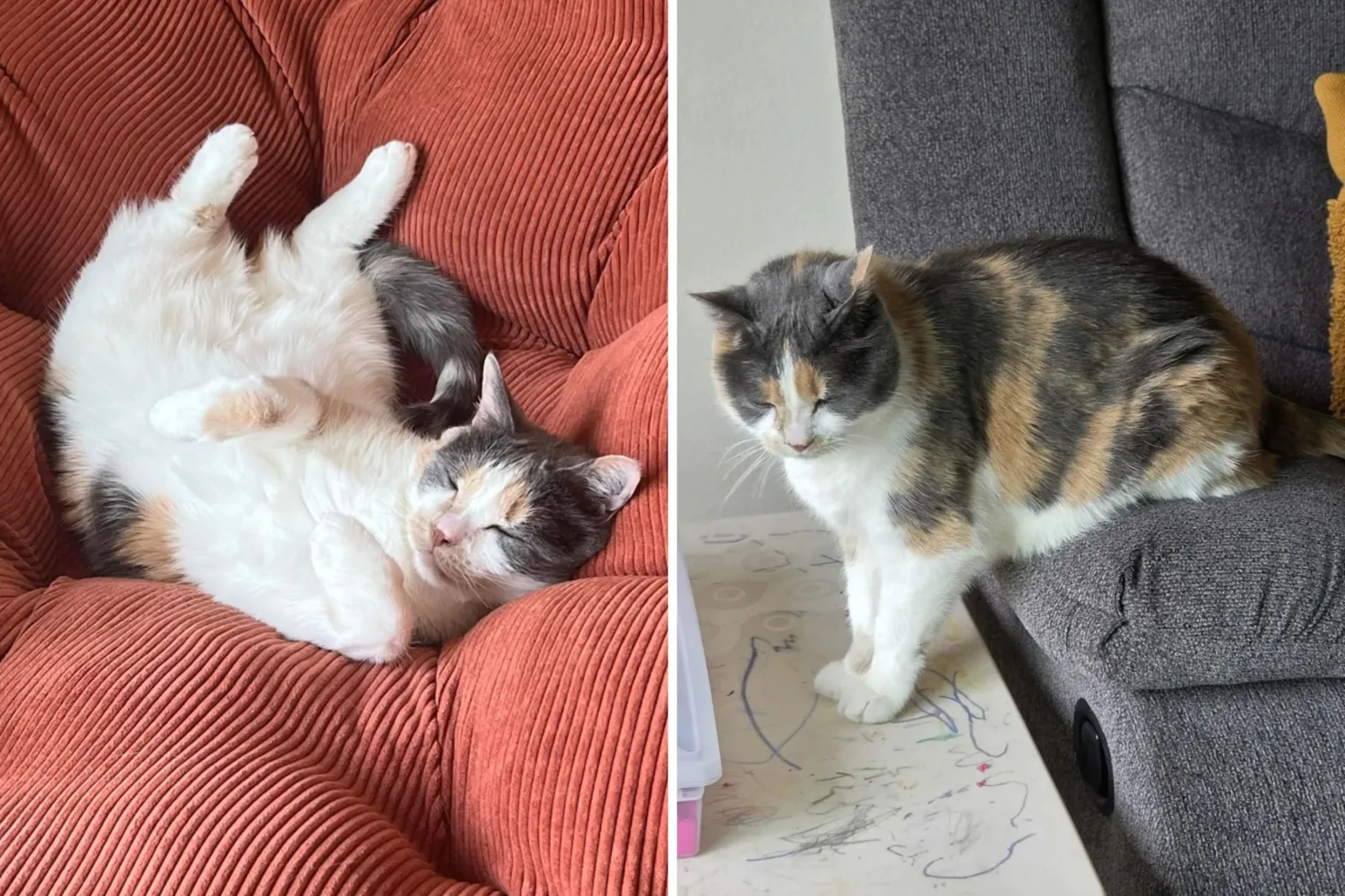 Routine Vet Visit Turns Into Tragedy: A Cat's Final Days