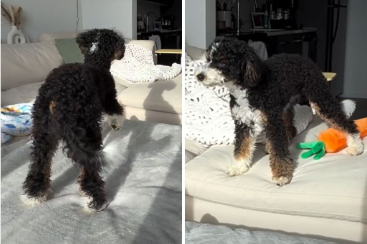 The Heartbreaking Moment a Puppy Learns to Be Alone