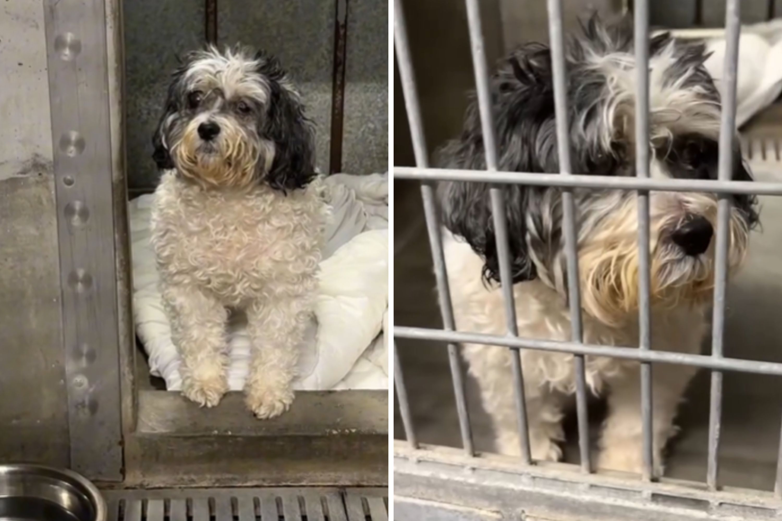 Blind 13-Year-Old Dog ‘Confused’ After Lifelong Family Surrenders Him