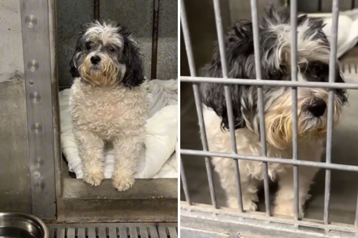 Blind 13-Year-Old Dog ‘Confused’ After Lifelong Family Surrenders Him Blind 13-Year-Old Dog ‘Confused’ After Lifelong Family Surrenders Him