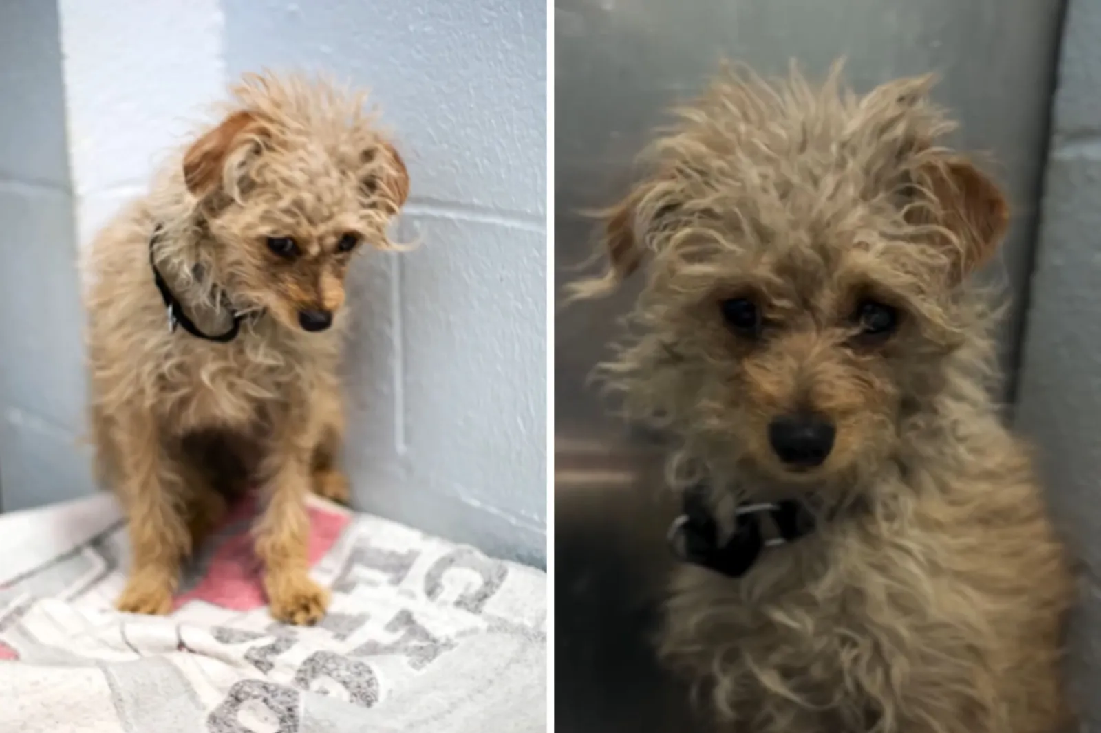 Stray Senior Dog Arrives at Shelter—Staff Not Prepared for Microchip Result