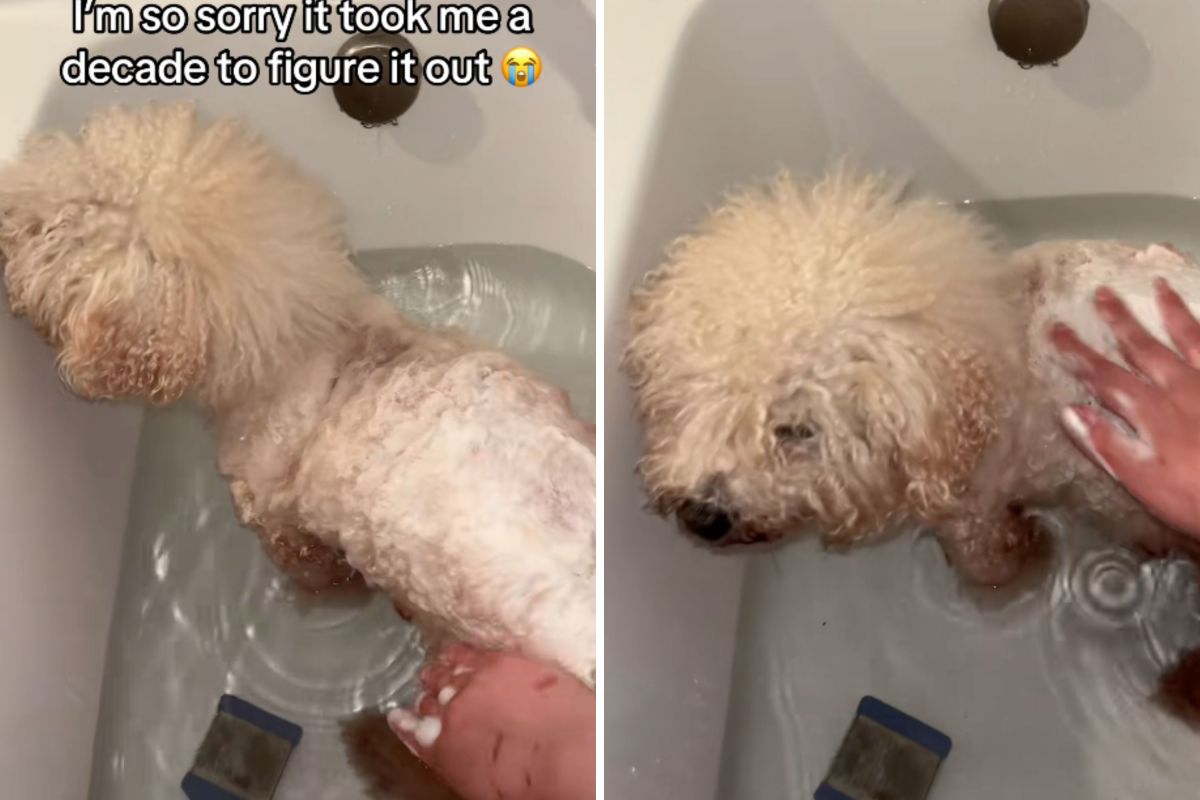 Woman Adopts Dog, a Decade Later Makes Shocking Realization: ‘I’m So Sorry’