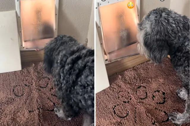 Kid using doggy door