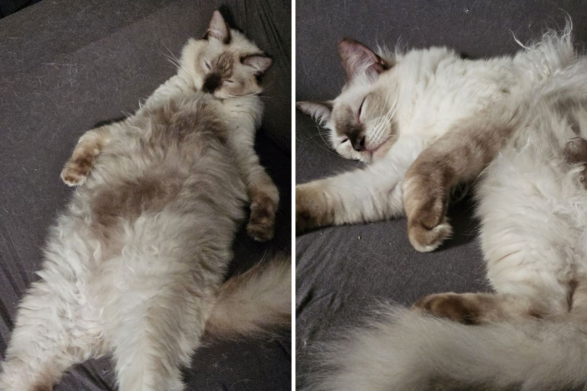 Ragdoll Cat Happiest in His & 039;Weird& 039; Sleeping Positions Wins Pet of the Week