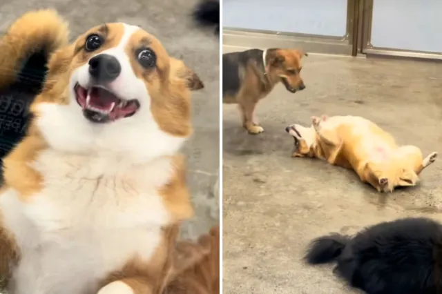 Man Picks Up Corgi From Day Care—Not Ready for What He Sees Through Window