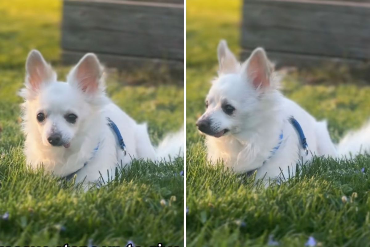 Owner Takes Healthy Dog To Be Euthanized, Reason Why Has Everyone Outraged