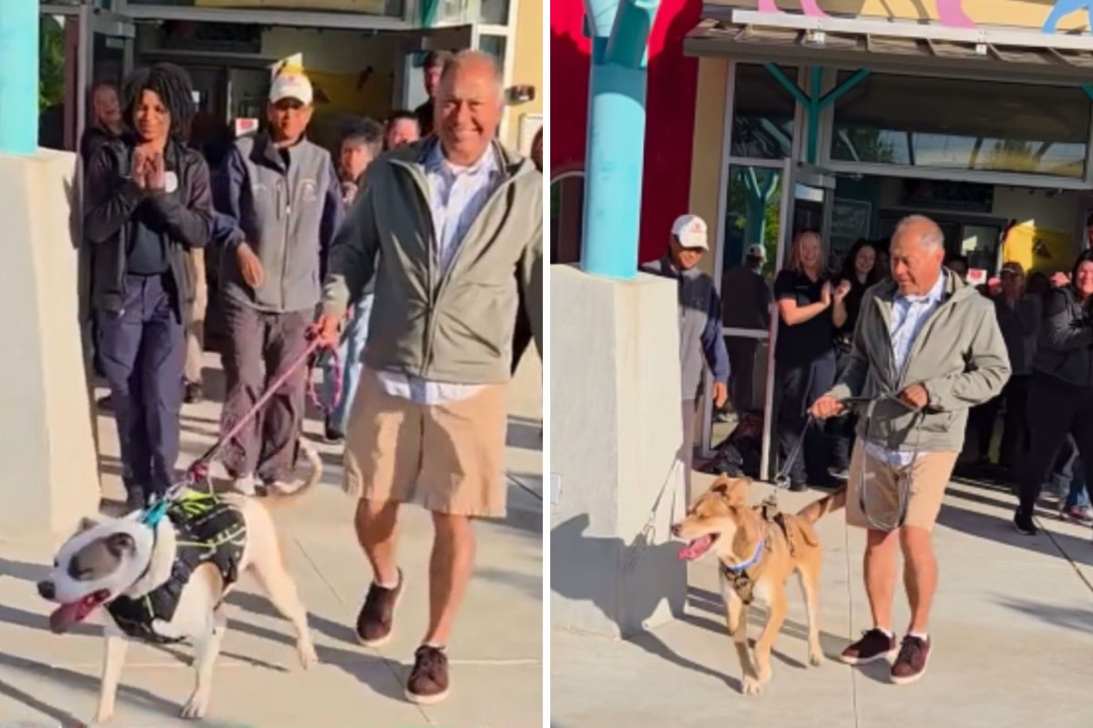 See Shelter’s Longest Resident Dog Reaction to Being Adopted After 831 Days