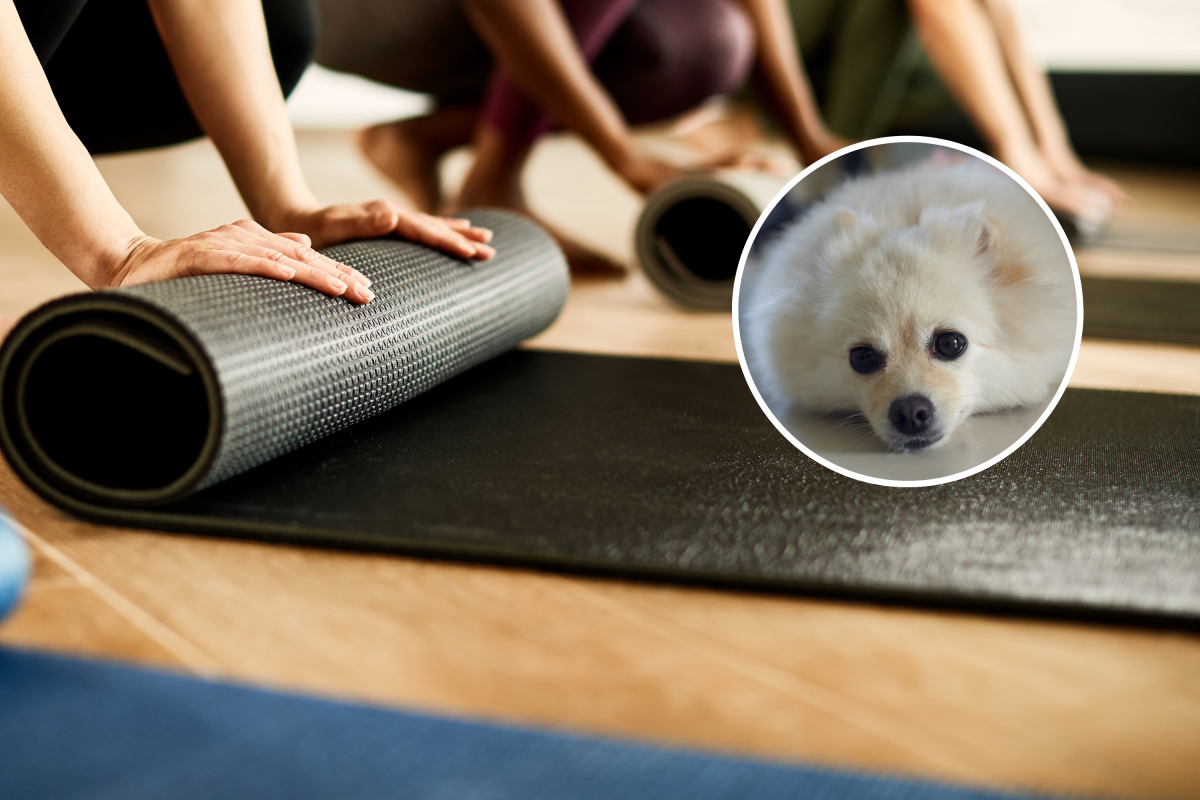 Owner Leaves Pilates Mat Out, Unprepared for What Pomeranian Does Next