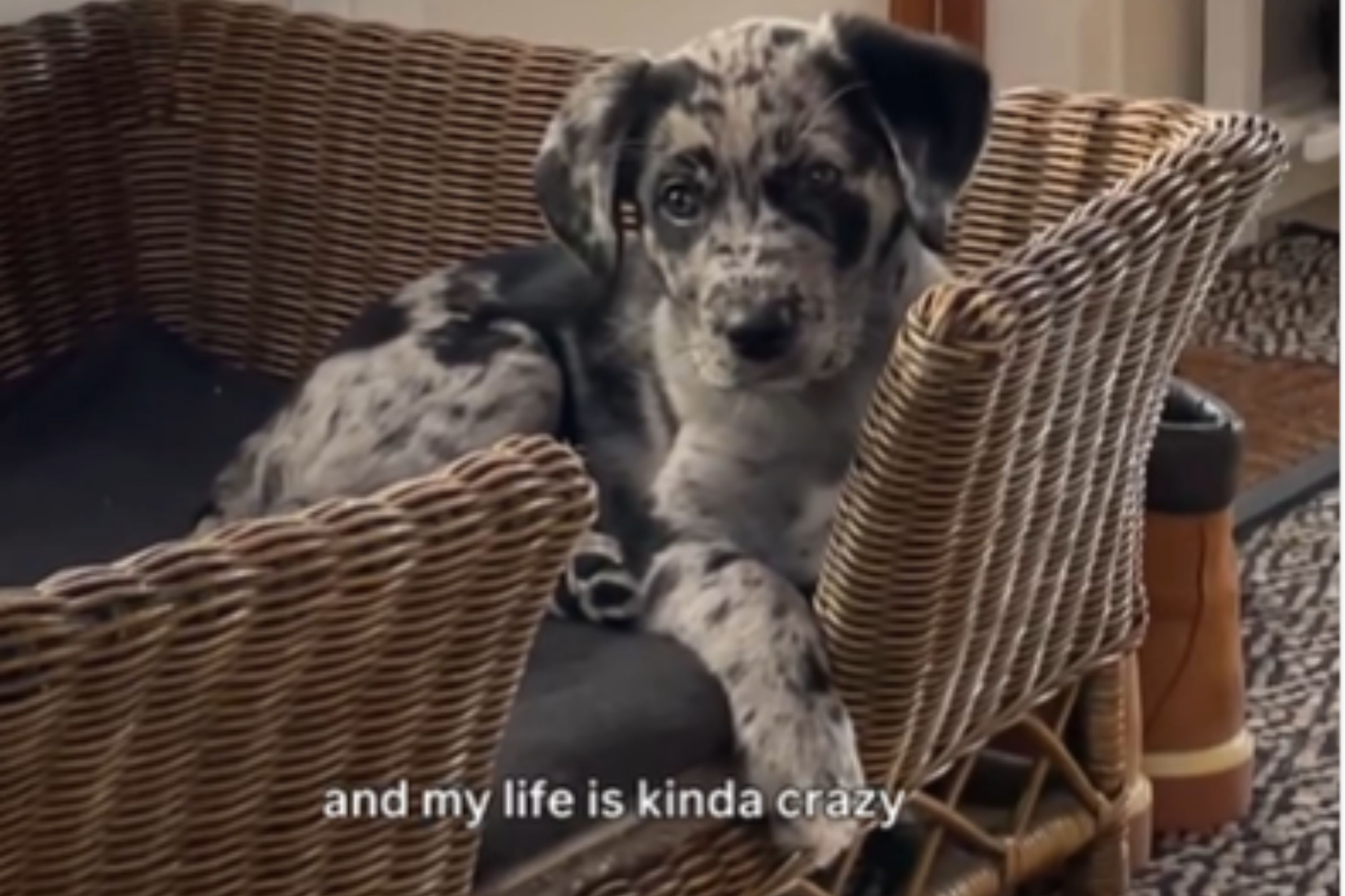Hearts melt over black labrador, border collie's puppy with unique