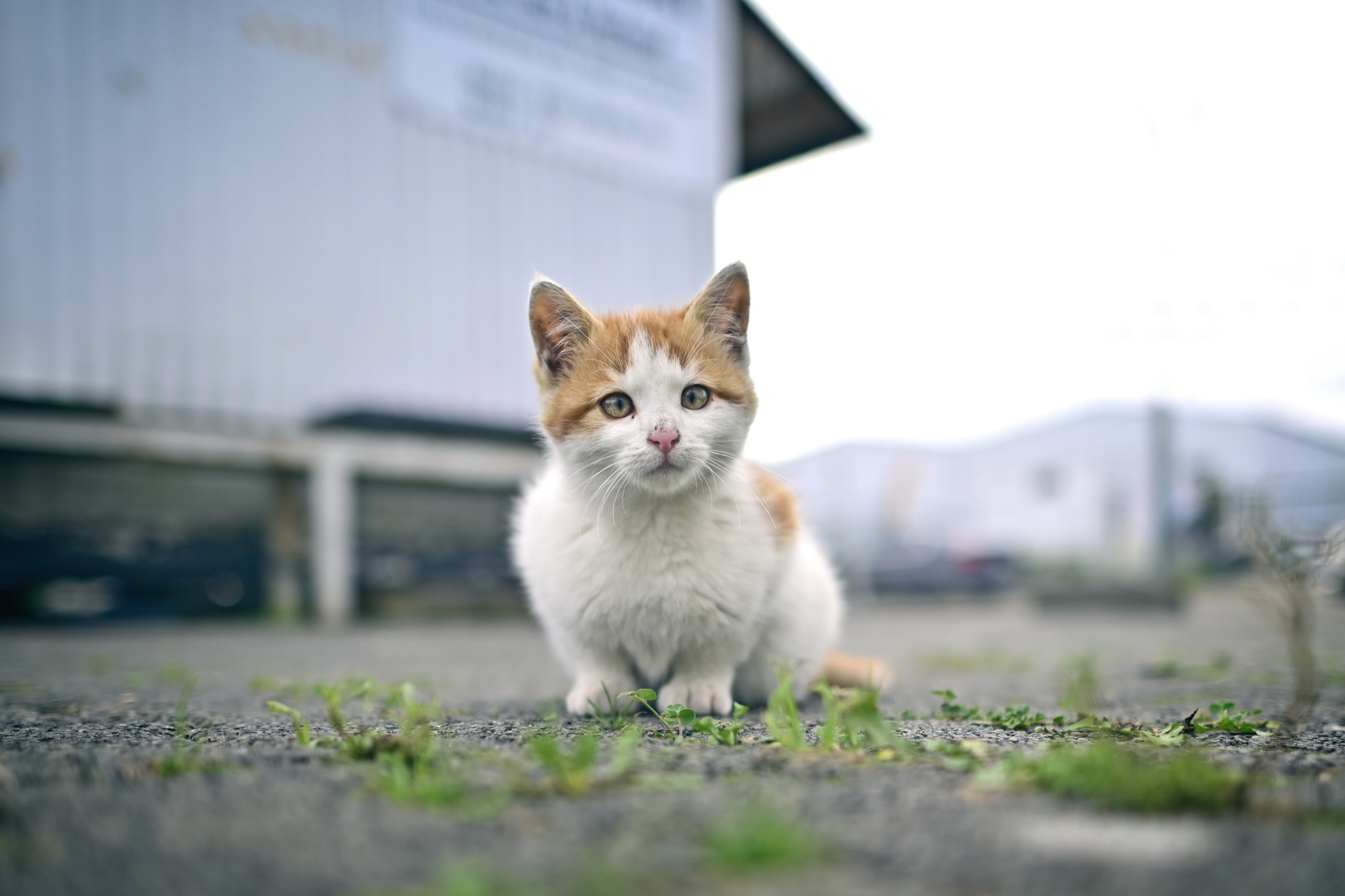 Two Cats Left Behind in Apartment—Tears at Where They Hid To Survive