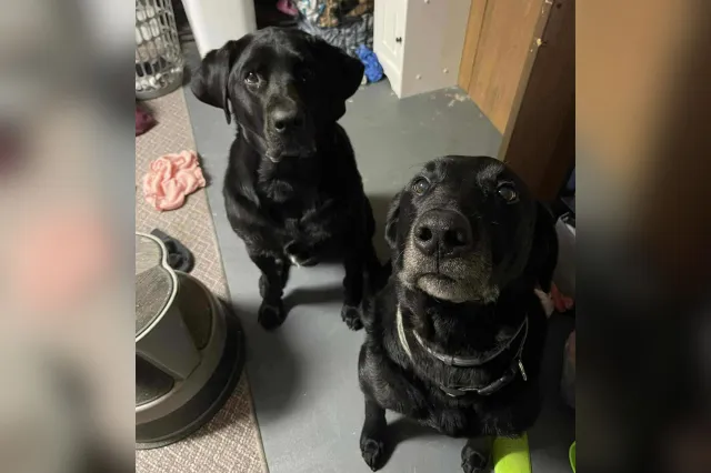 Dogs waiting for treats