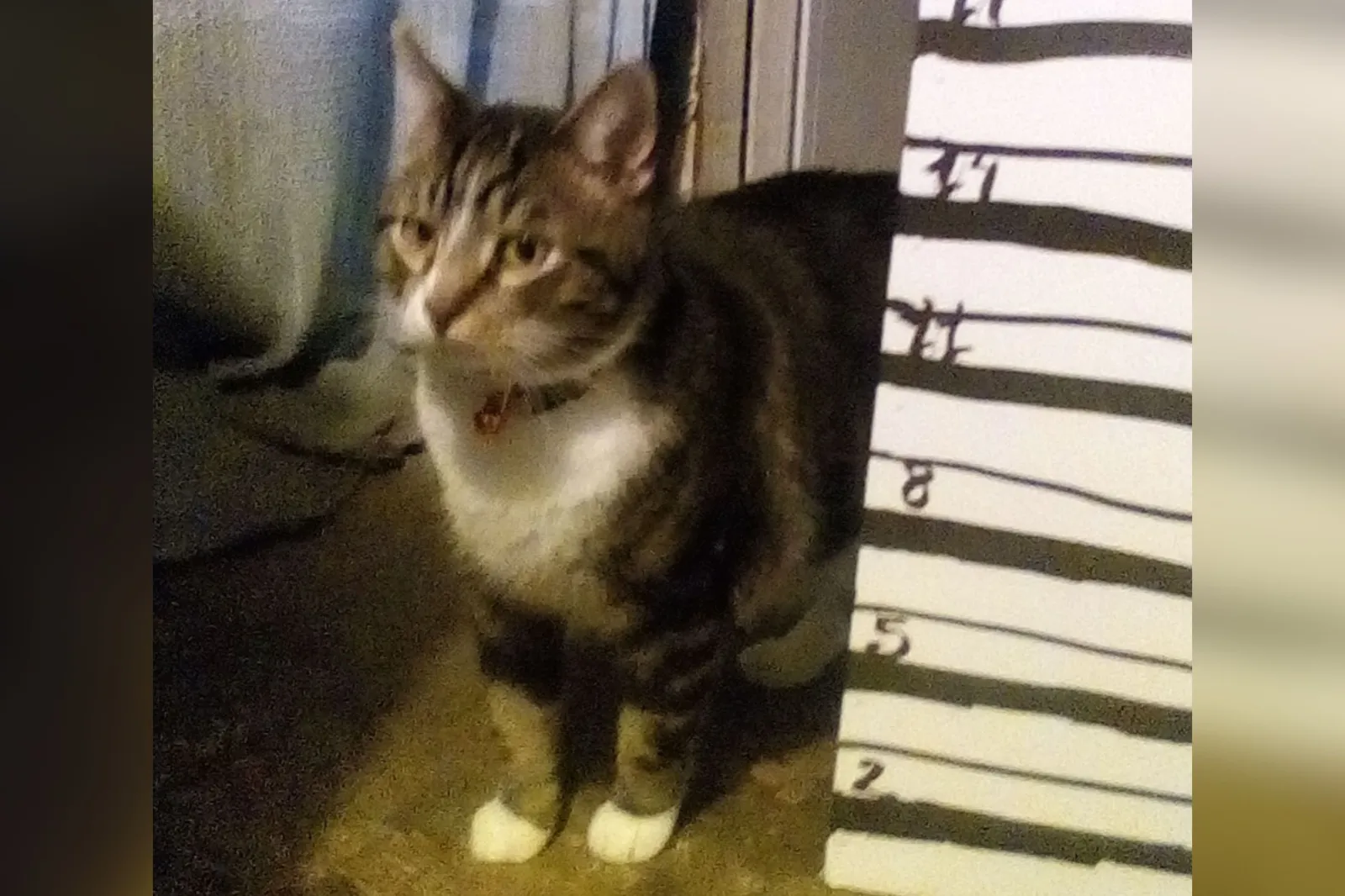 Rescue cat's weight loss