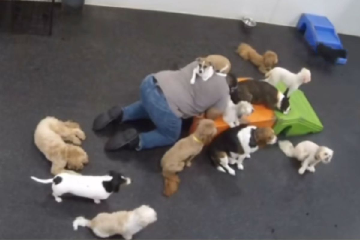 Dog owner checks daycare camera—not prepared for what she sees worker doing