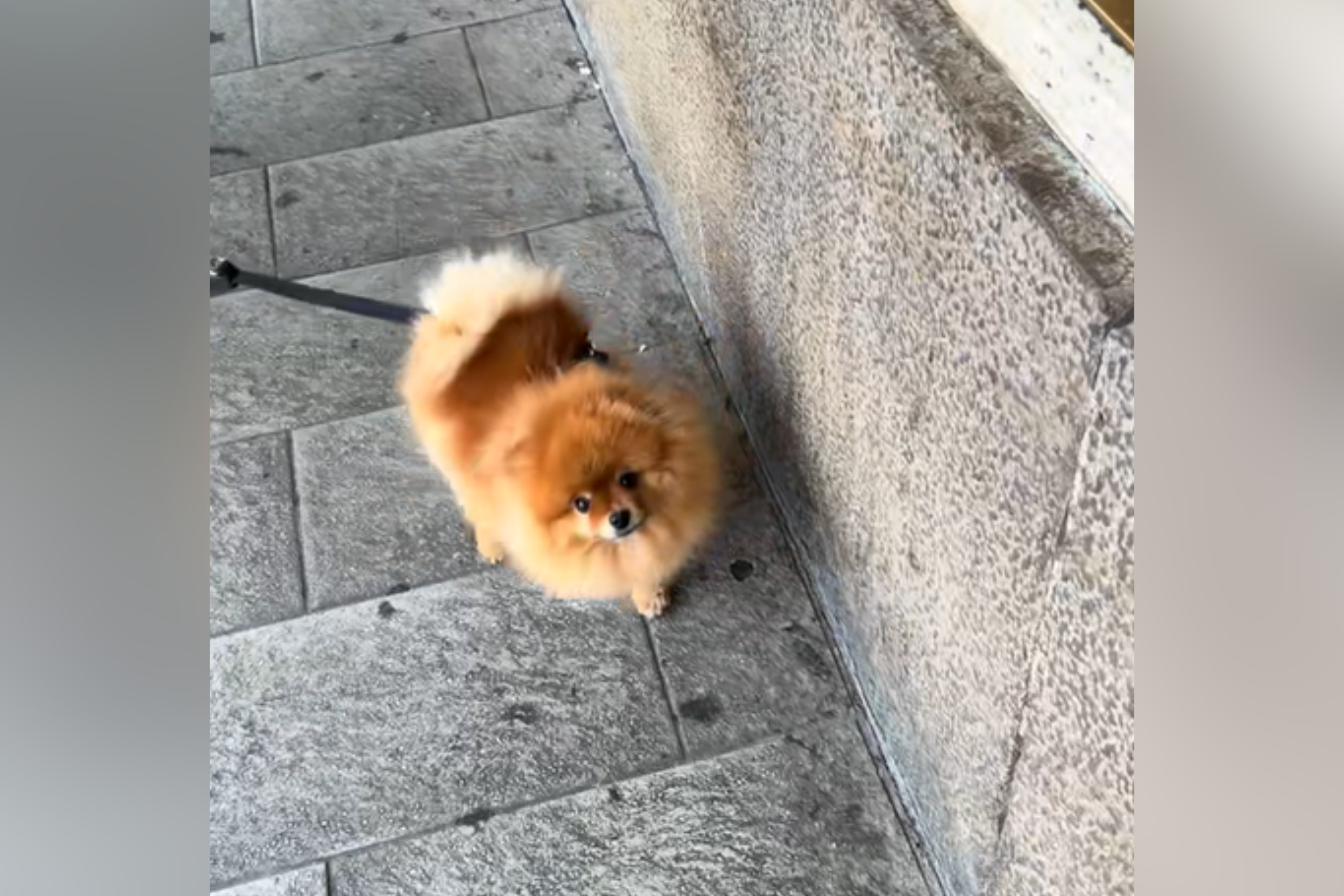 Tears as Woman Is Reunited With Tiny Dog After Months Apart