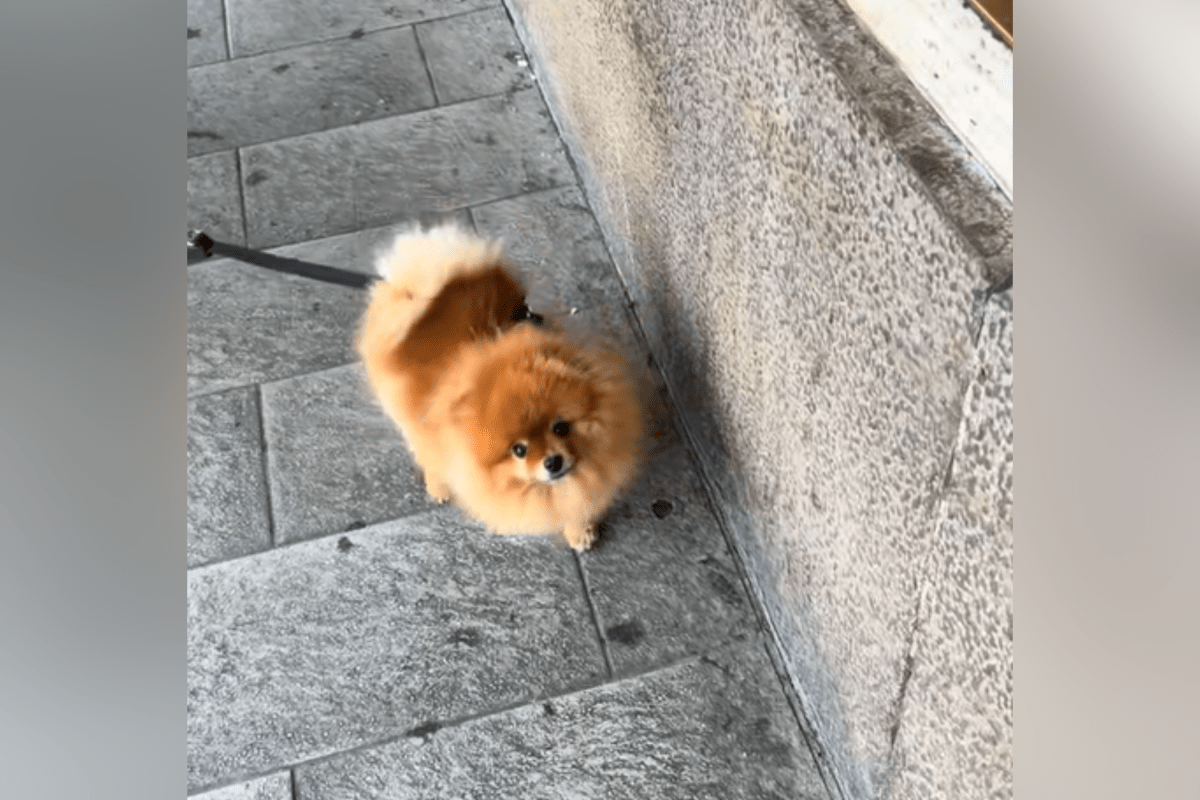 Tears as Woman Is Reunited With Tiny Dog After Months Apart