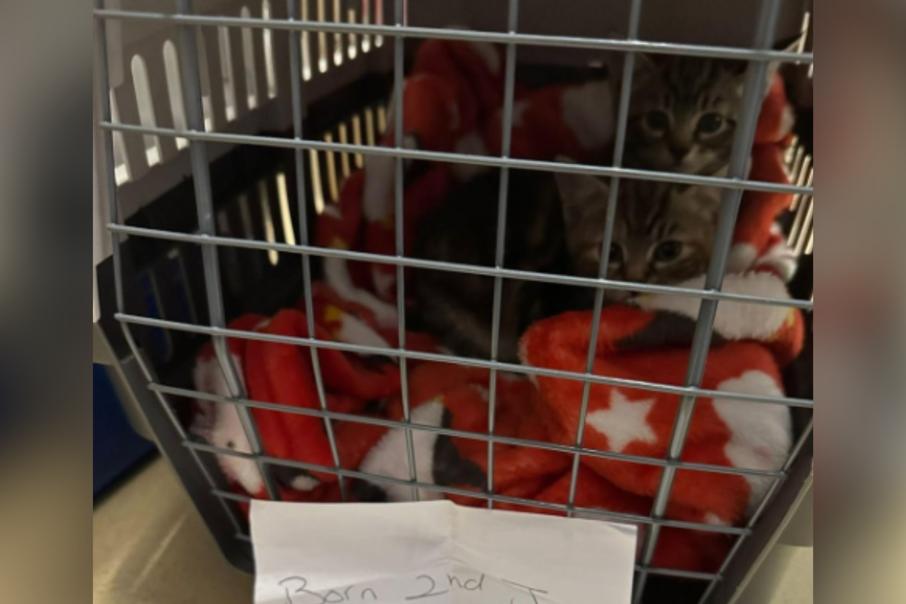 Tears at Devastating Note Left With Kittens Abandoned in Park