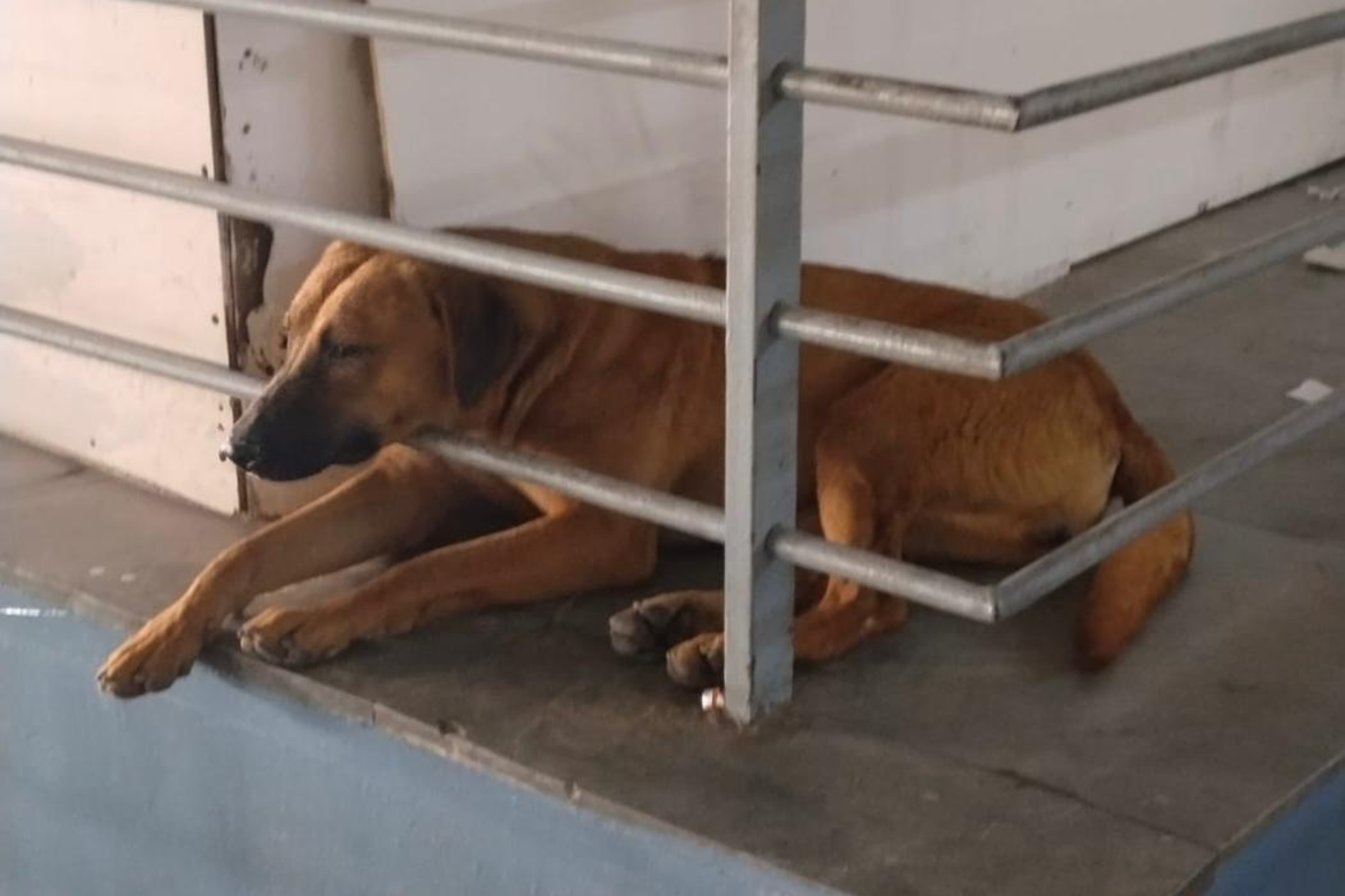 Airport Issues New Warning After Latest Dog Biting Incident