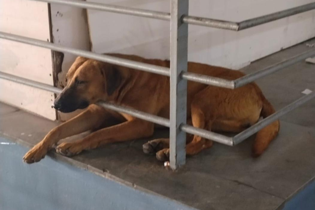 Airport issues new warning after latest dog biting incident