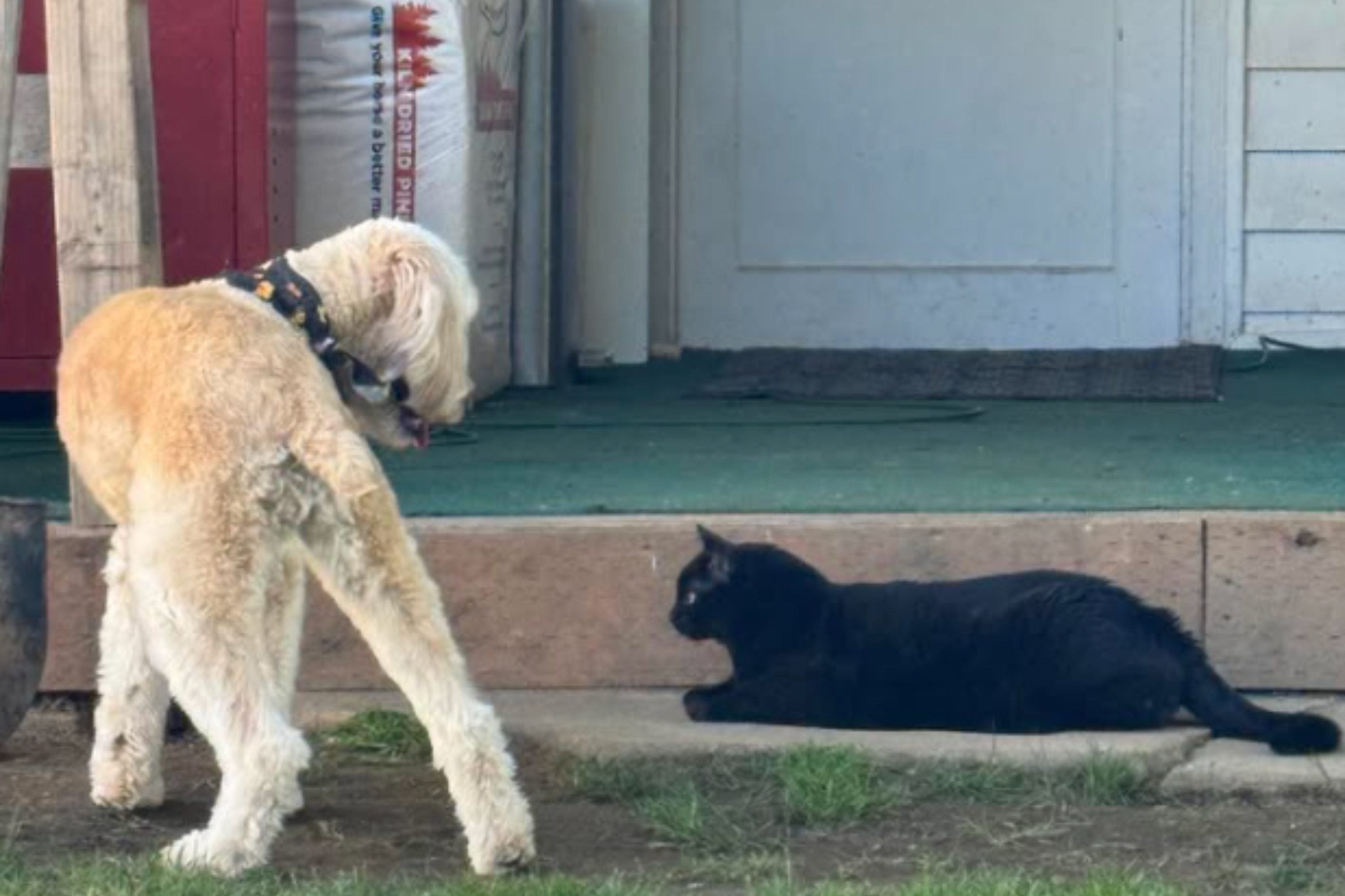 Tears As 5-Year-Old Rescue Pup Scared of Dogs Finds Unlikely Friend