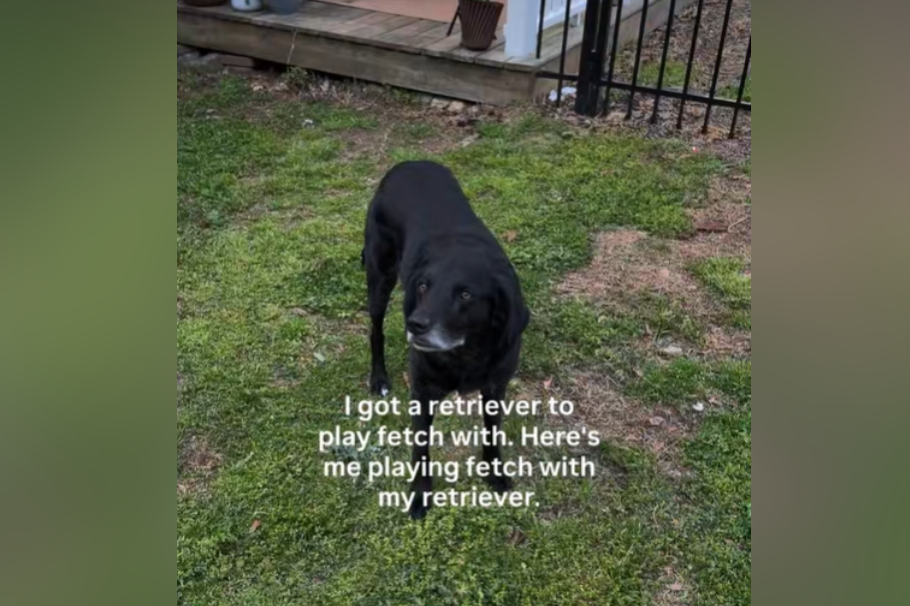 No One Expecting What Happens When Cat Owner Tries To Play Fetch With Dog