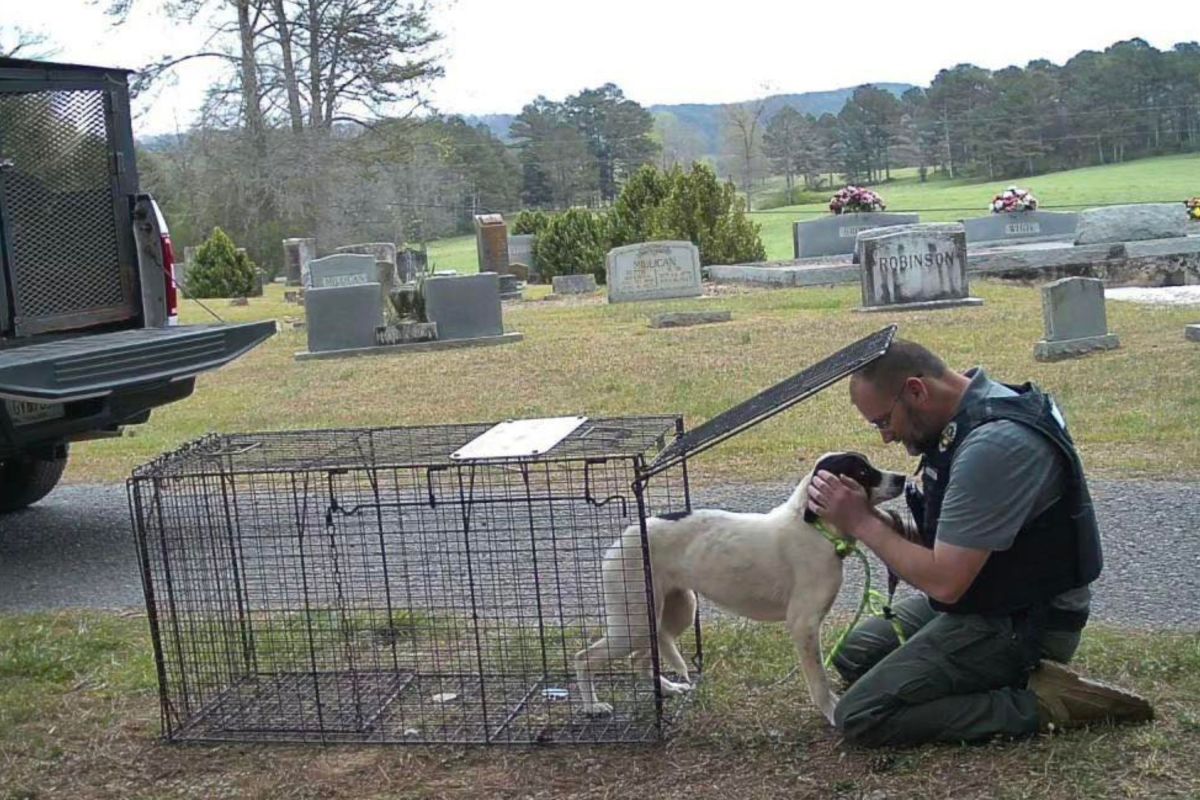 Rescuers Called to Dogs Abandoned in Cemetery—Then They Hear a Faint Cry
