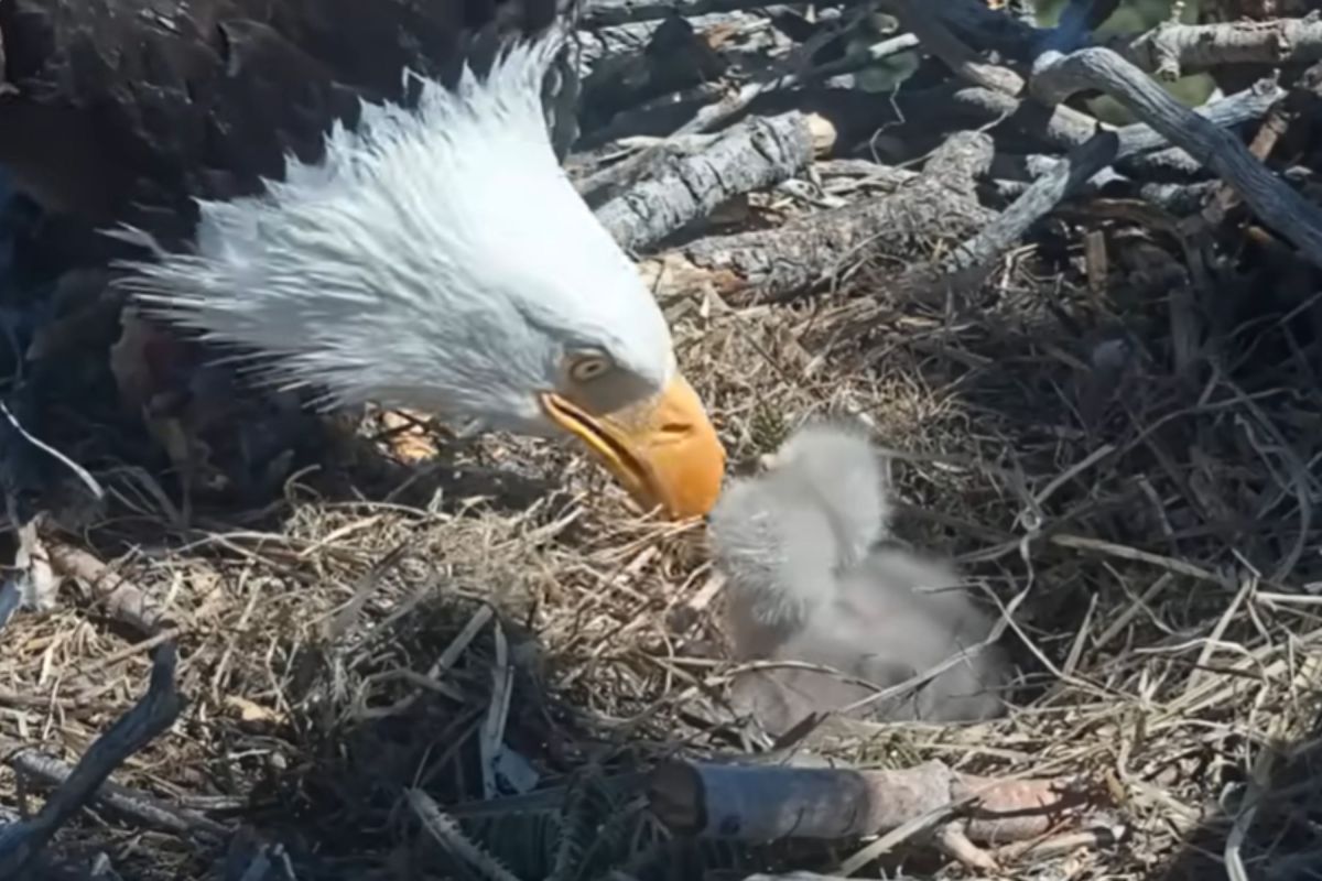 Big Bear&rsquo;s Bald Eagle Chicks Face a $10M Problem